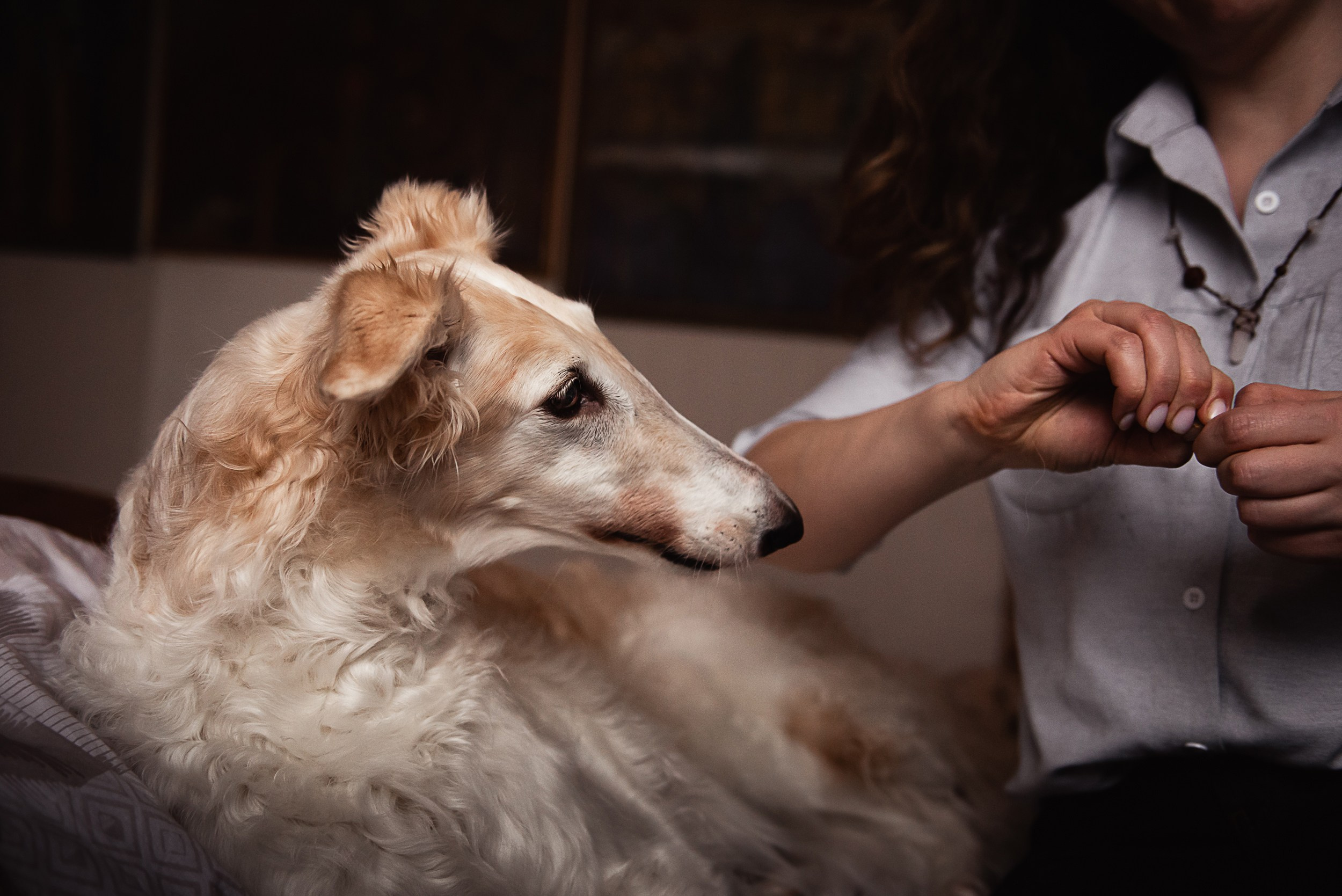 Квартира с картинами. Алиса, Андрей и их пушистая семья. Семейный Фотограф в Москве Ирина Хохлова