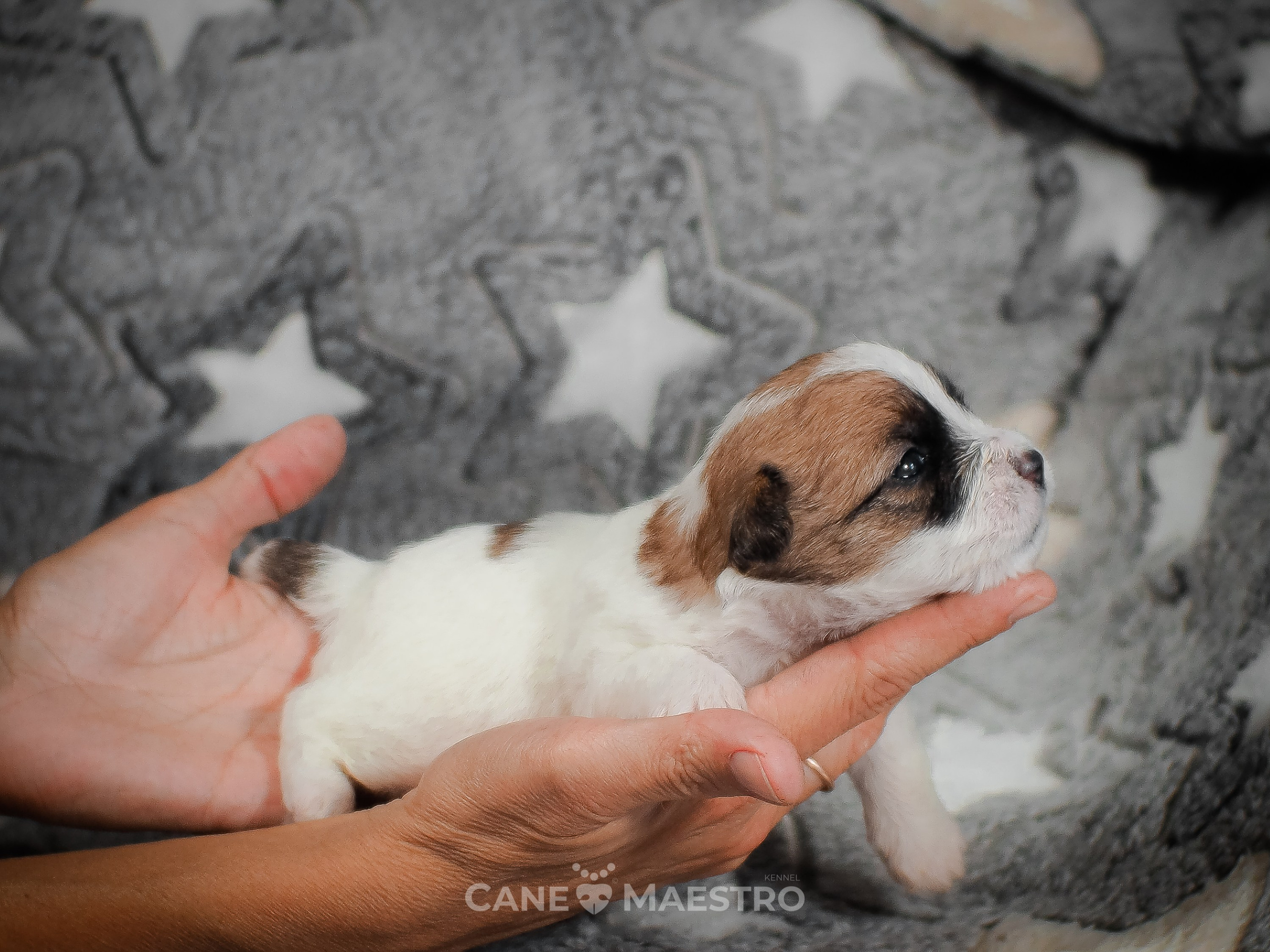 КобельZ1_ДРТ_брыж_27_08_25. CANE MAESTRO — kennel Jack Russell Terrier