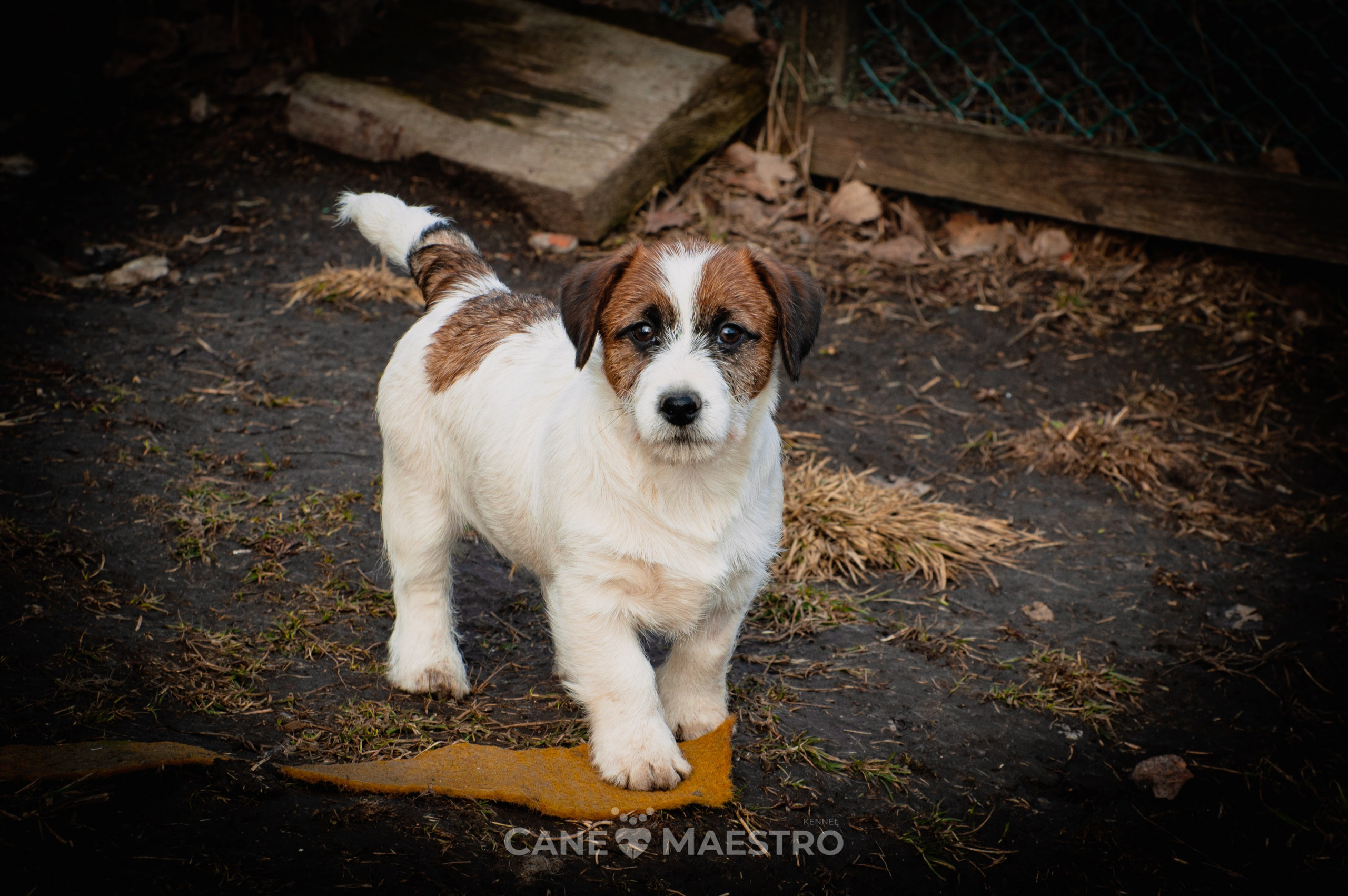 Мальчик 2. Кобель бело-рыжий. Джек рассел терьер щенок. КАНЕ МАЭСТРО — питомник Джек рассел терьеров