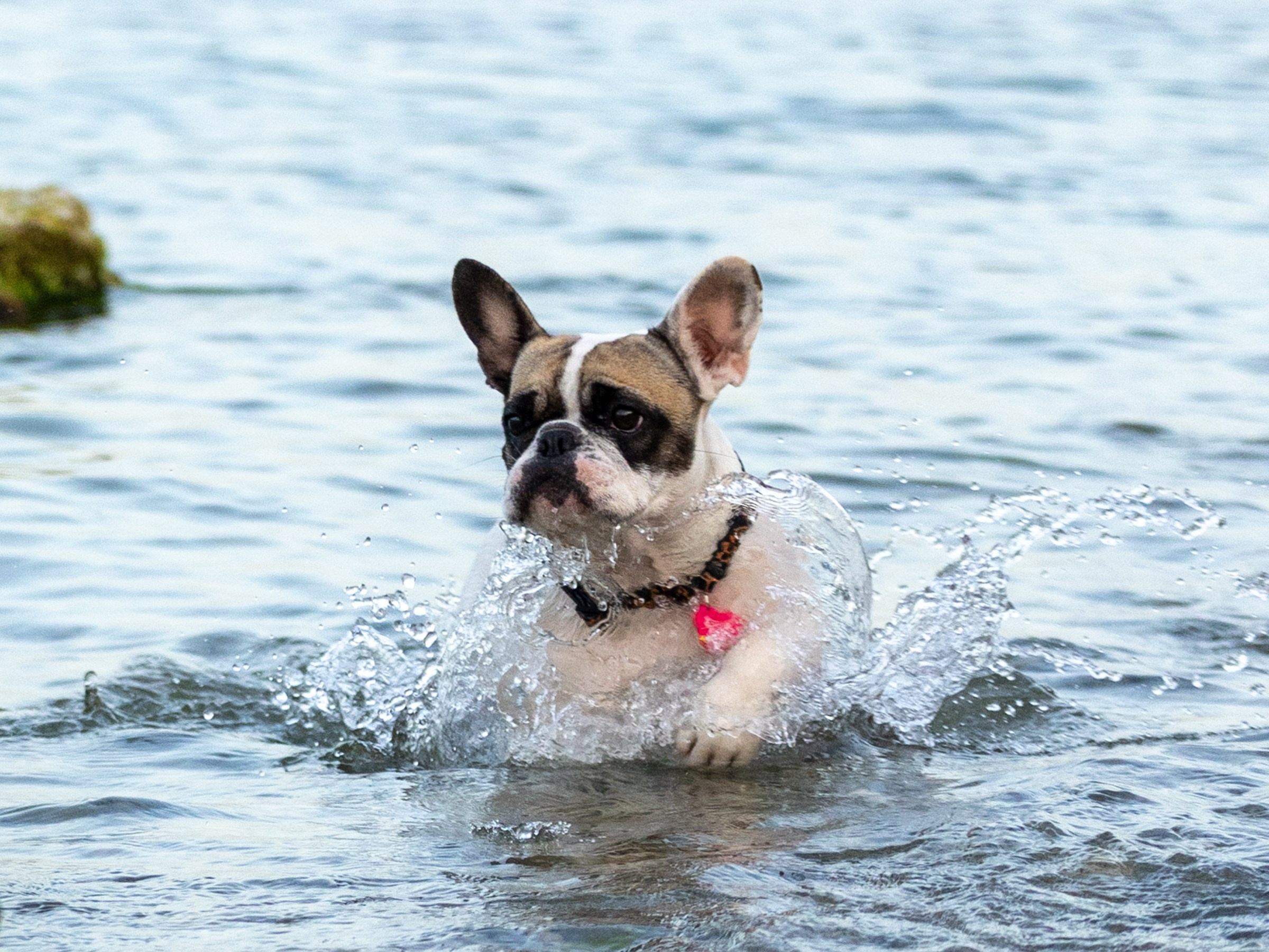Пандора и Марго. Фотограф-анималист в Москве Кириллова Татьяна