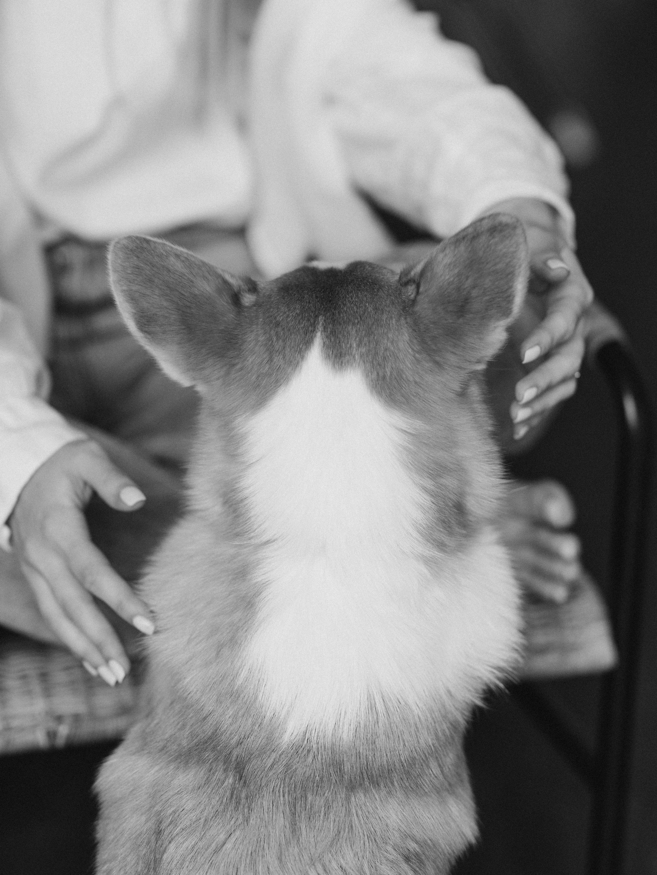 Оливка и Ника. Фотограф-анималист в Москве Кириллова Татьяна