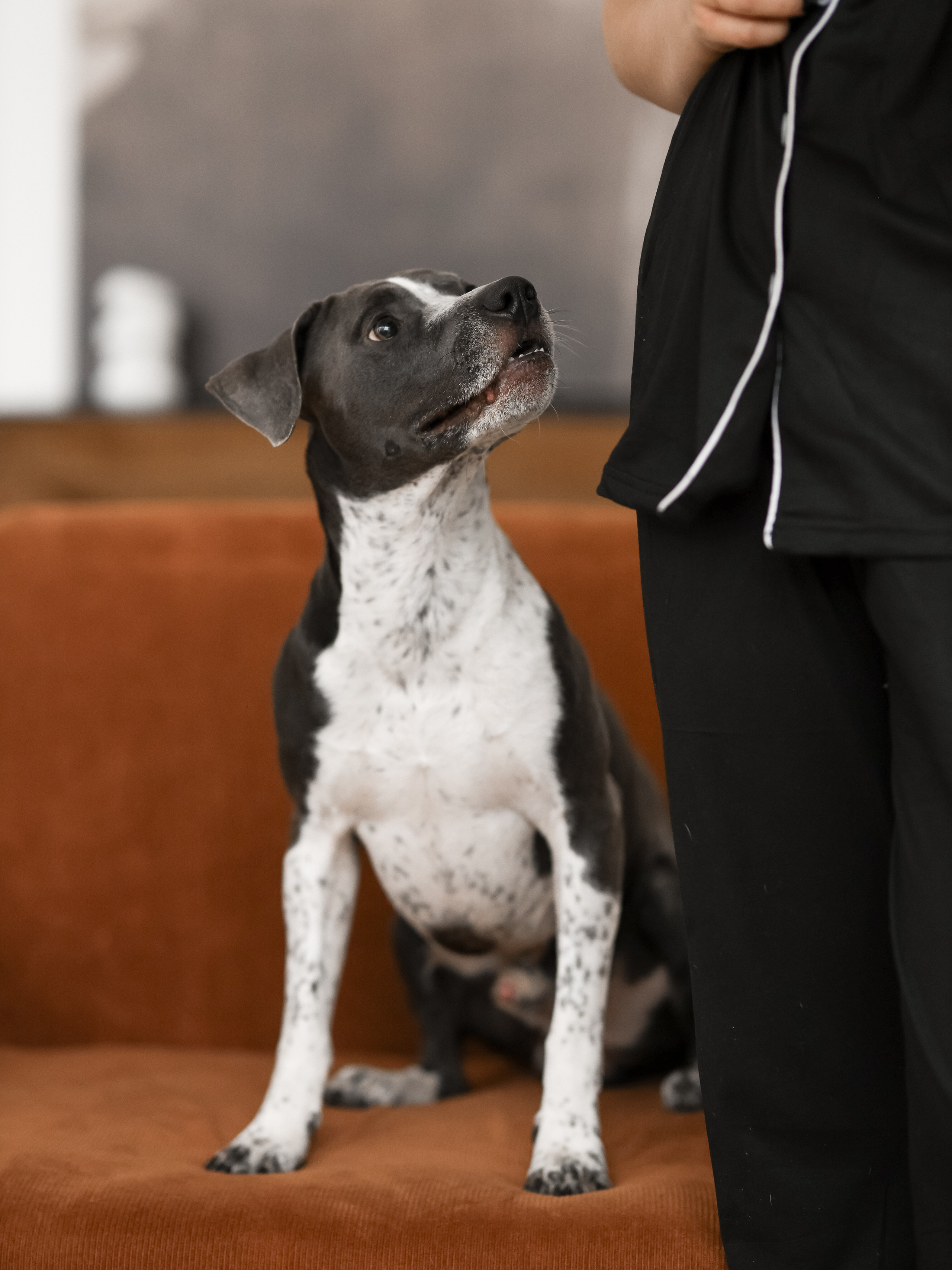 Тортик Даша и Никита. Фотограф-анималист в Москве Кириллова Татьяна