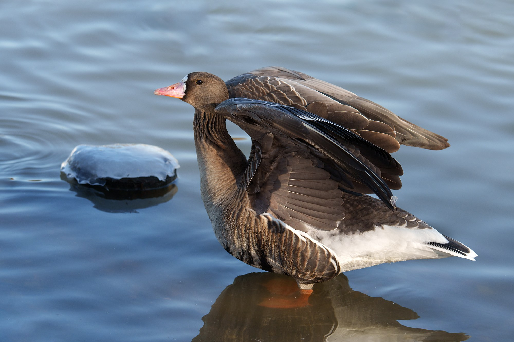 Удивительные мир птиц. Вокруг нас столько прекрасного — присмотритесь!. Ваш личный фотограф Марина Волкова