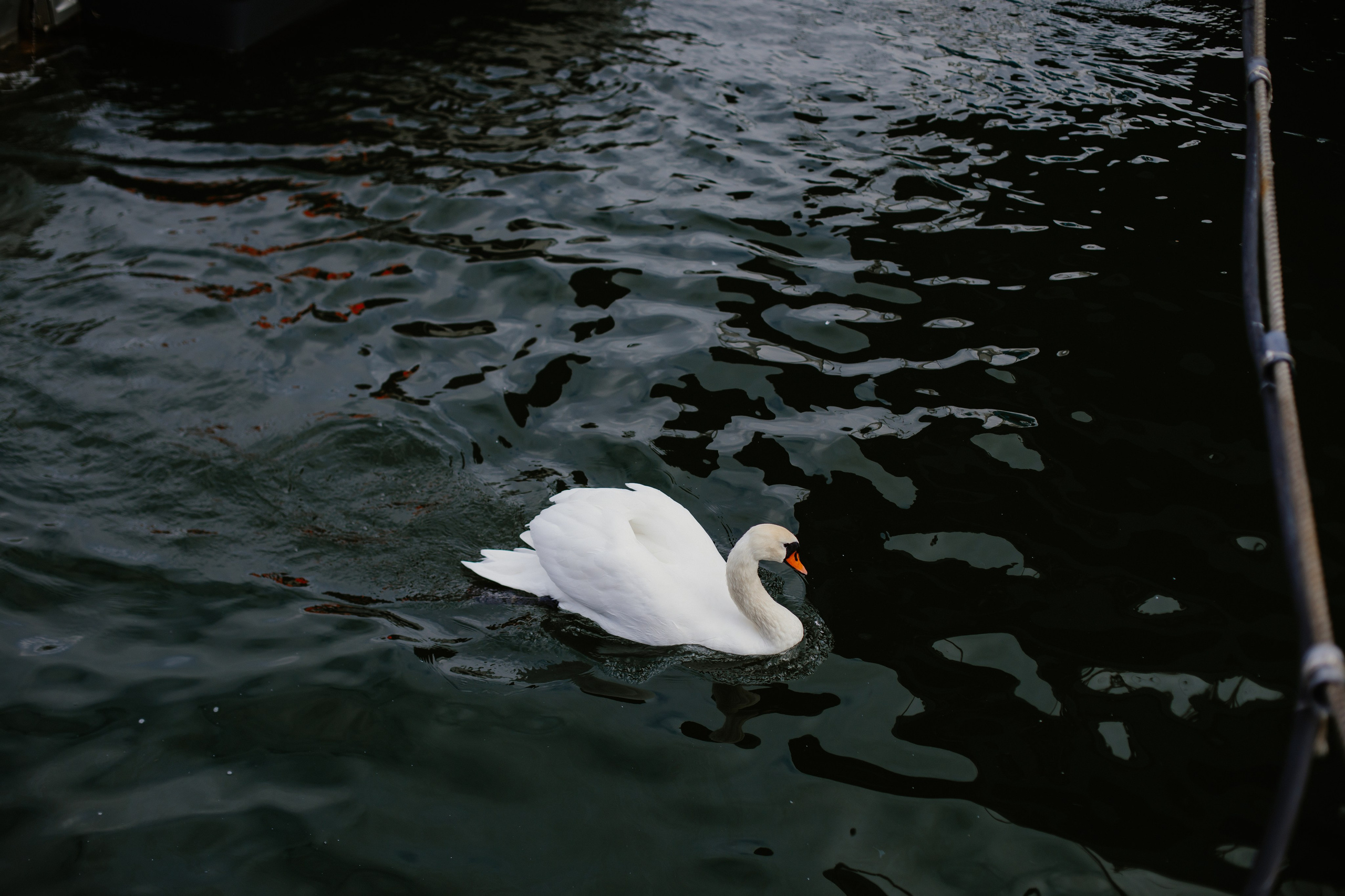 Балтийск/Калининград. Свадебный и семейный фотограф/видеограф в Краснодаре Наталья Осинская