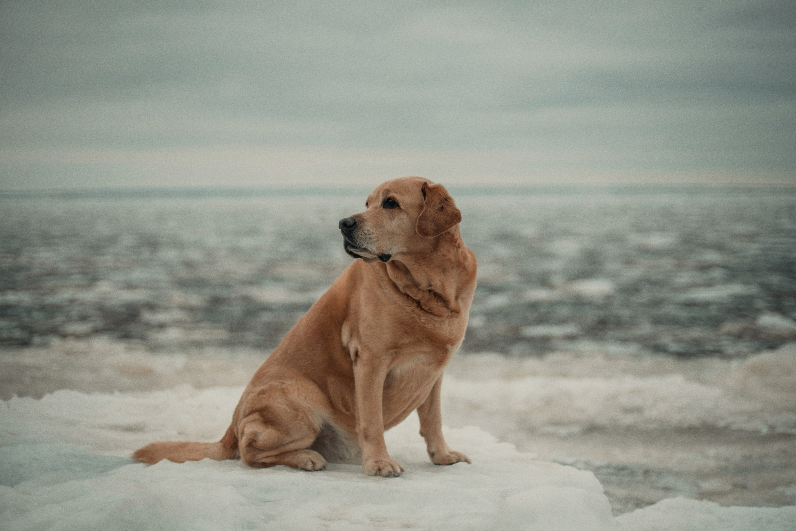 Прогулка: берн Пума, Фрэнк и Юля в Питере. Портфолио