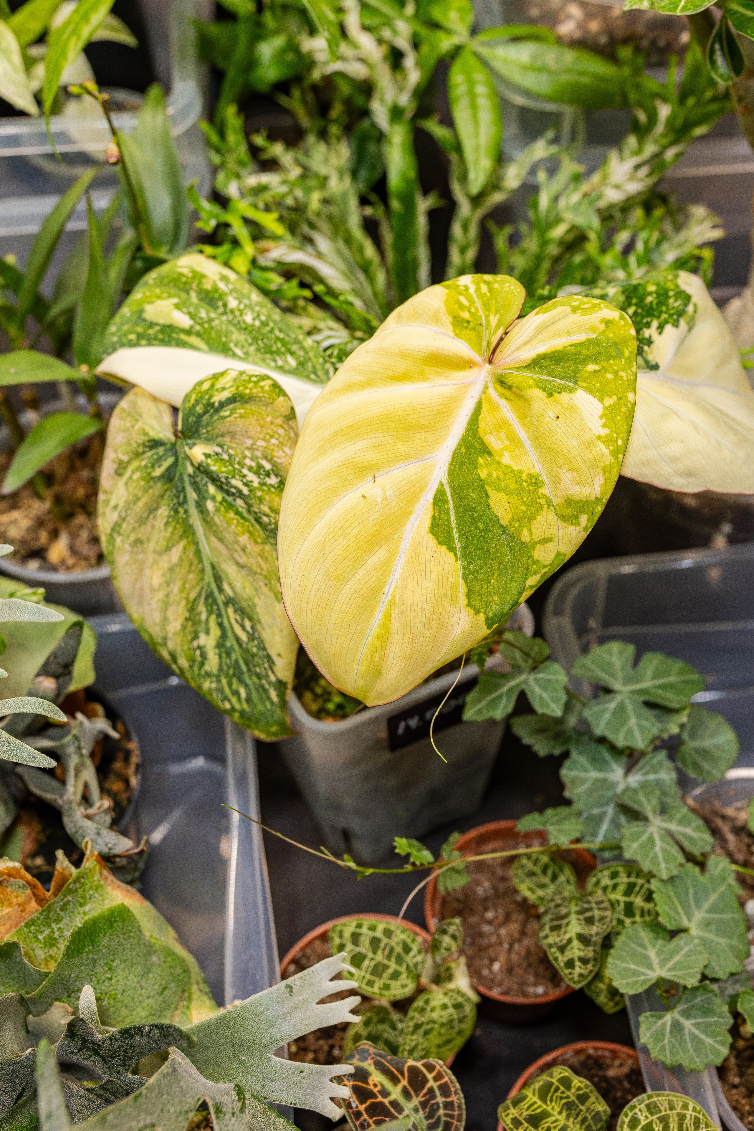 Монстериум апрель 2026. Александра Куликова фотограф, Москва