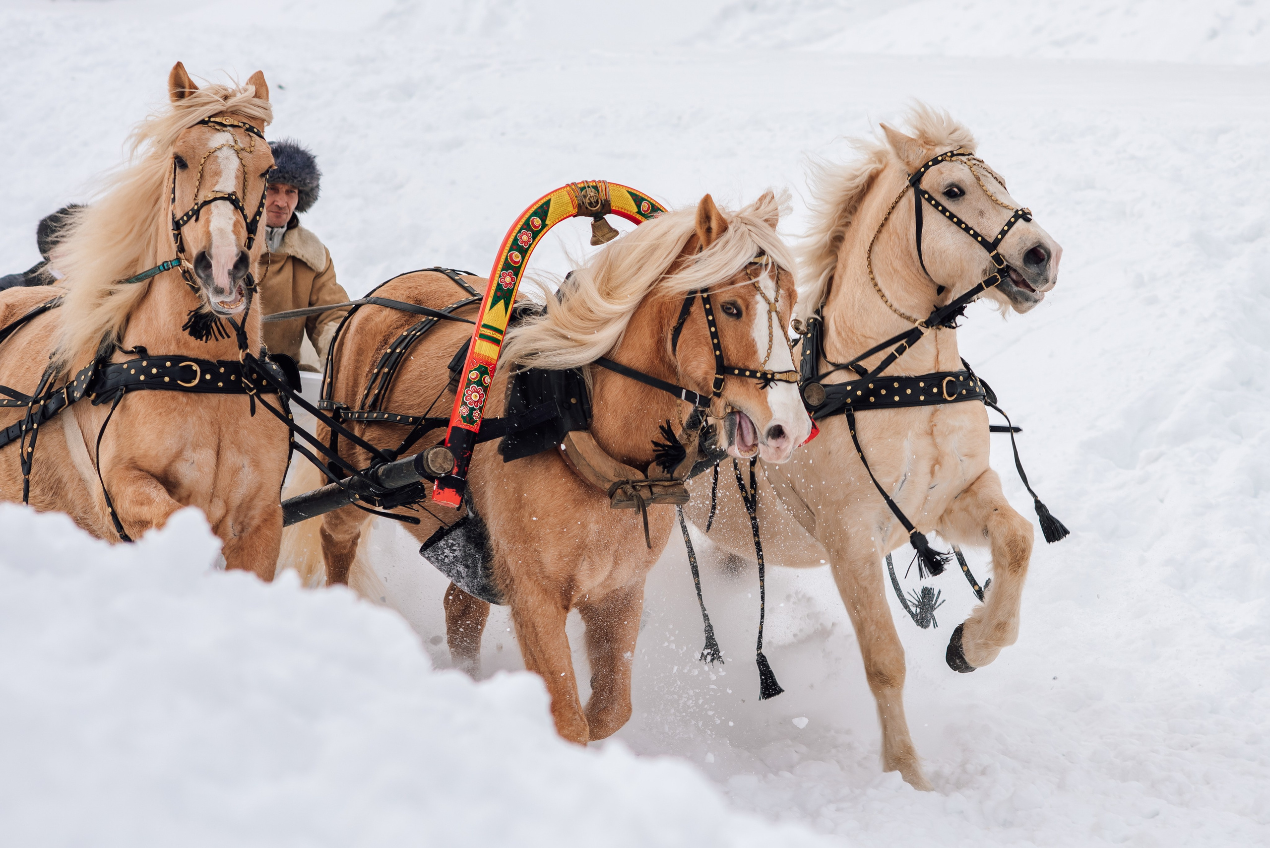 Зимняя парфорсная охота. Фотограф Диана Вальтер