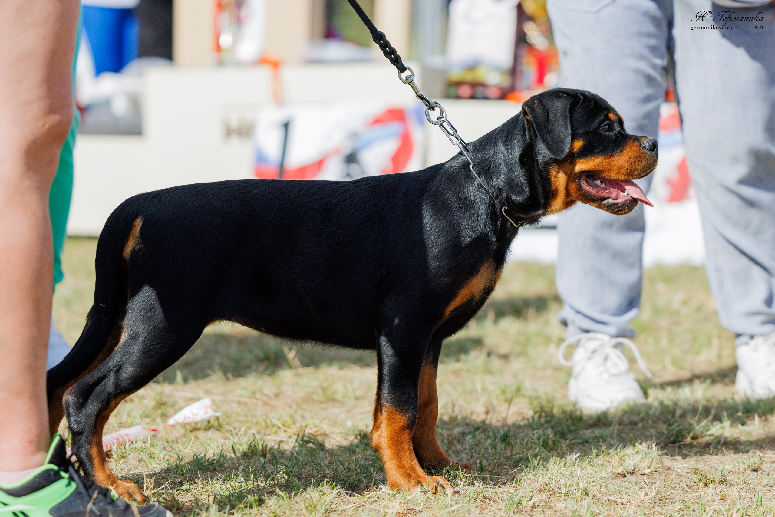 ПК и КЧК ротвейлеры Тверь 6-7.07.2024. Фотограф-анималист Юлия Германика