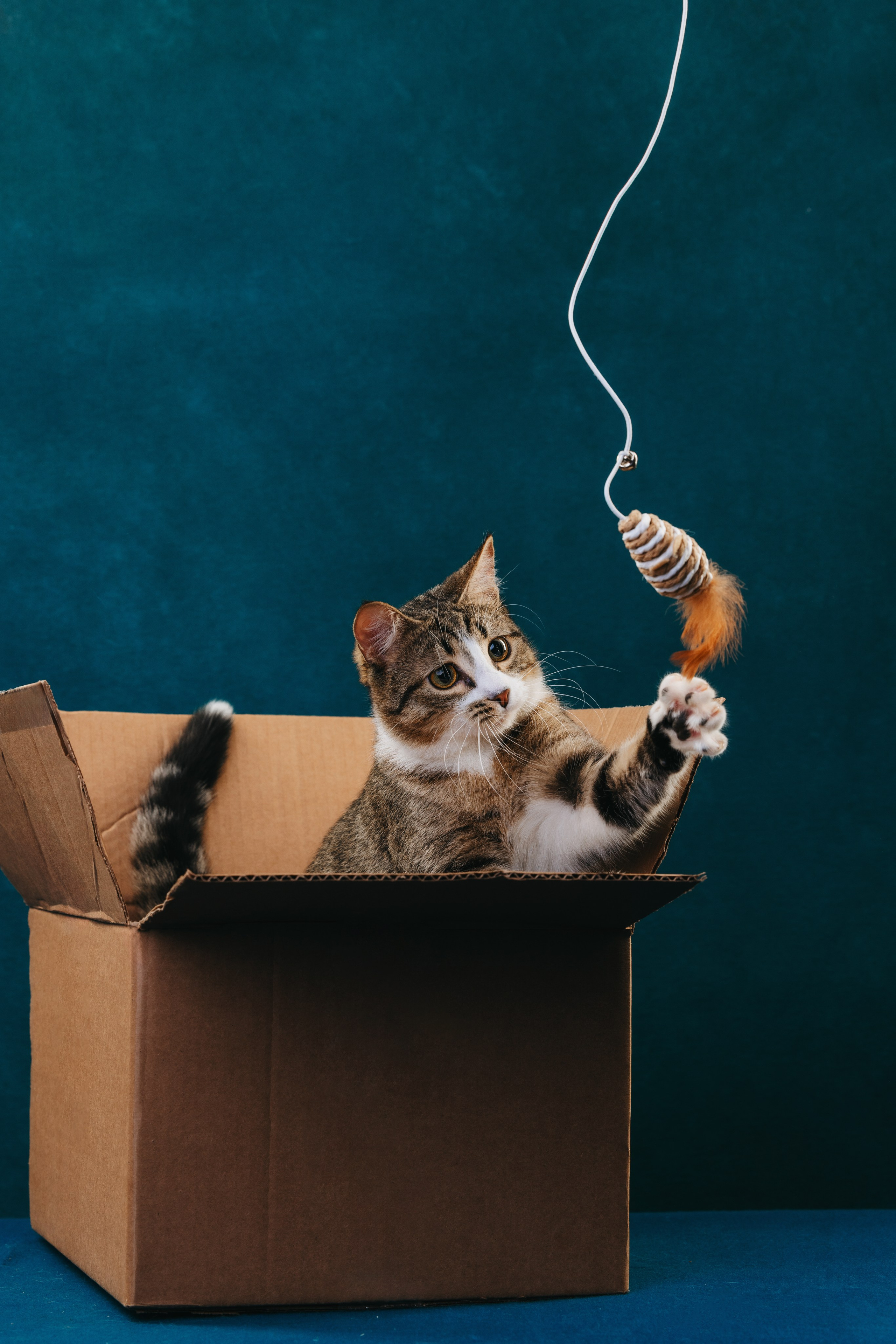 Коты Сет и Квентин. Фотограф анималист Осипчикова Мария