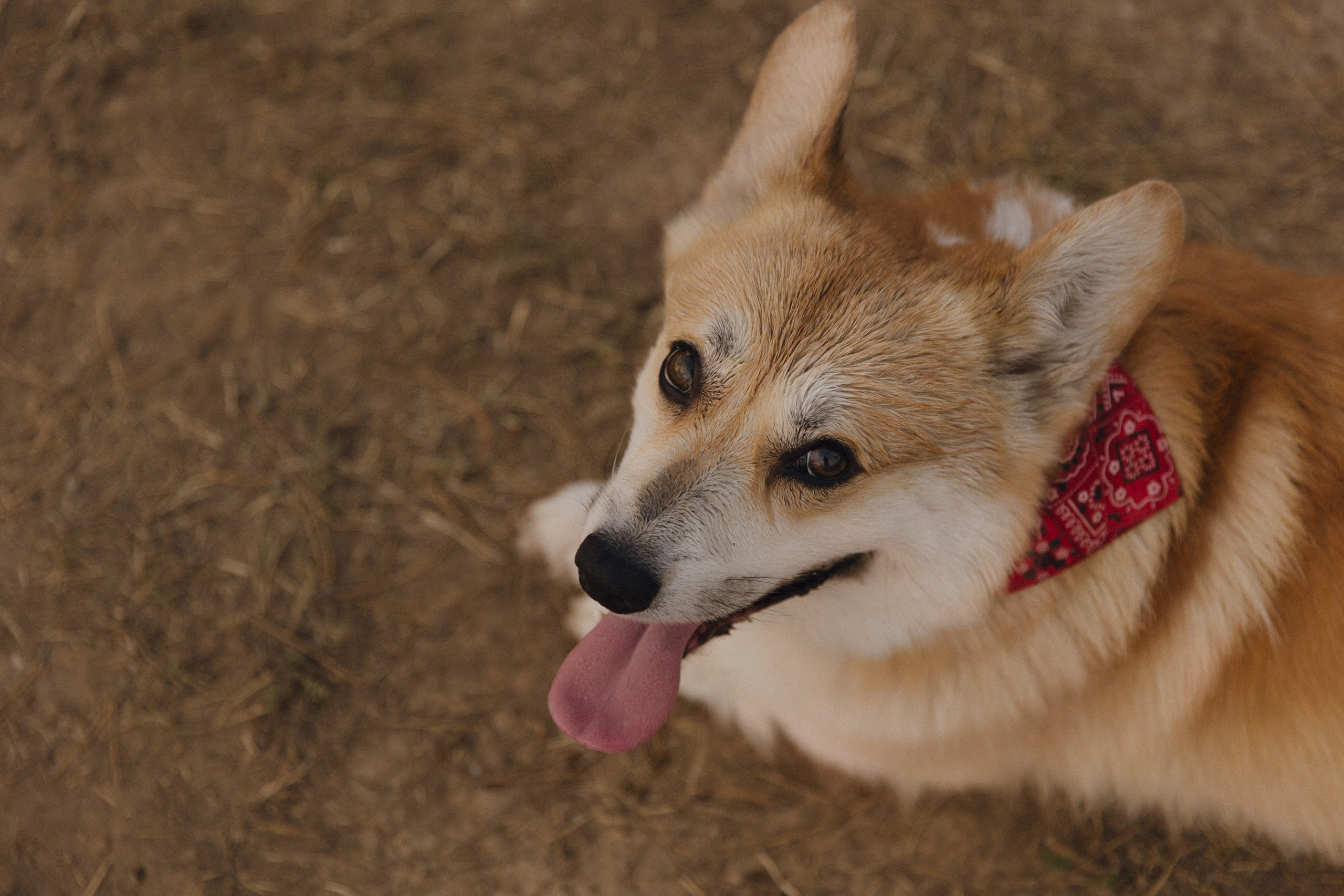 Лиза ❤ Алиса. Syrovatkina_Photographer.ru