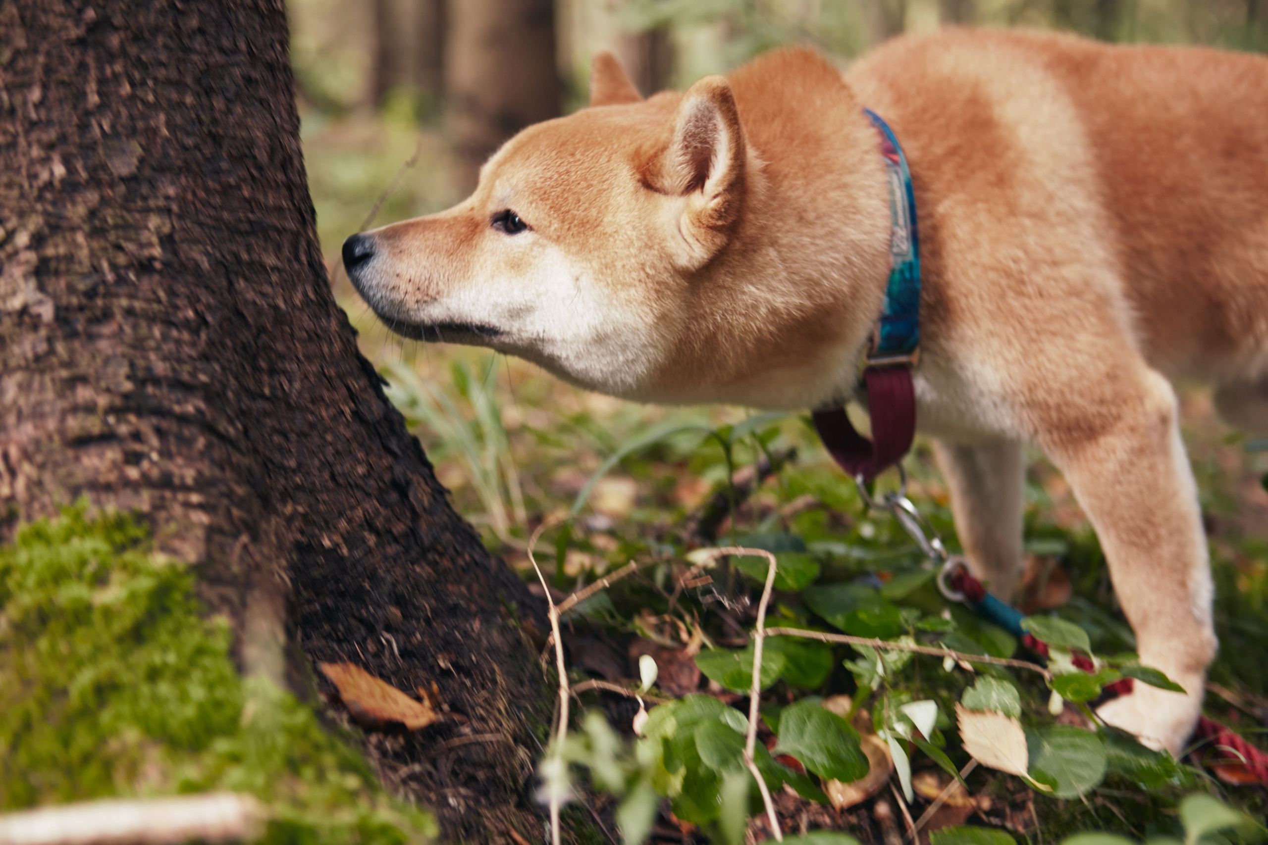 Katya & Rokki. Portrait, family and pet photographer in Cyprus, Ksenia Bourdelle