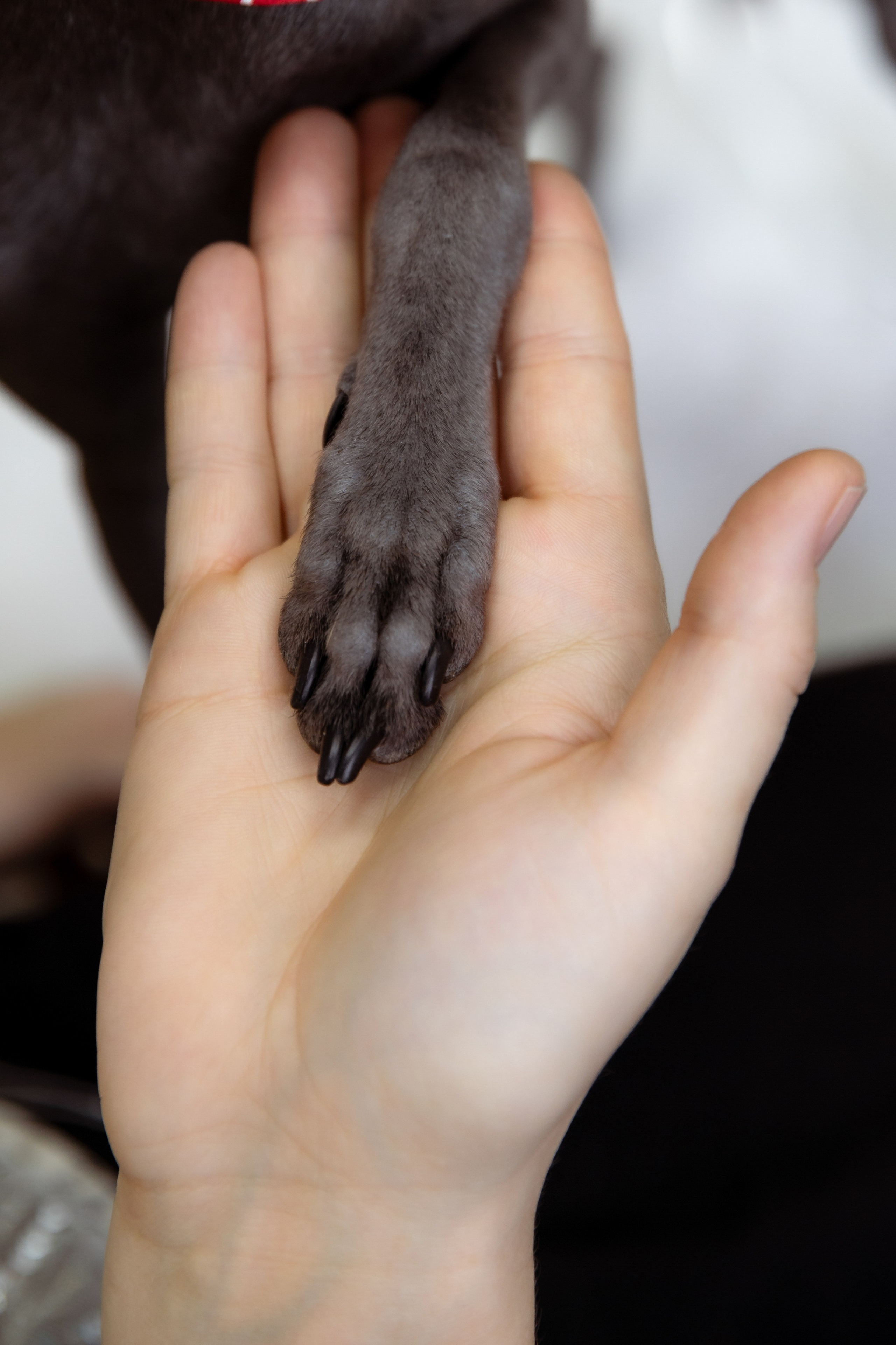 Фотосессии с питомцами в Сургуте