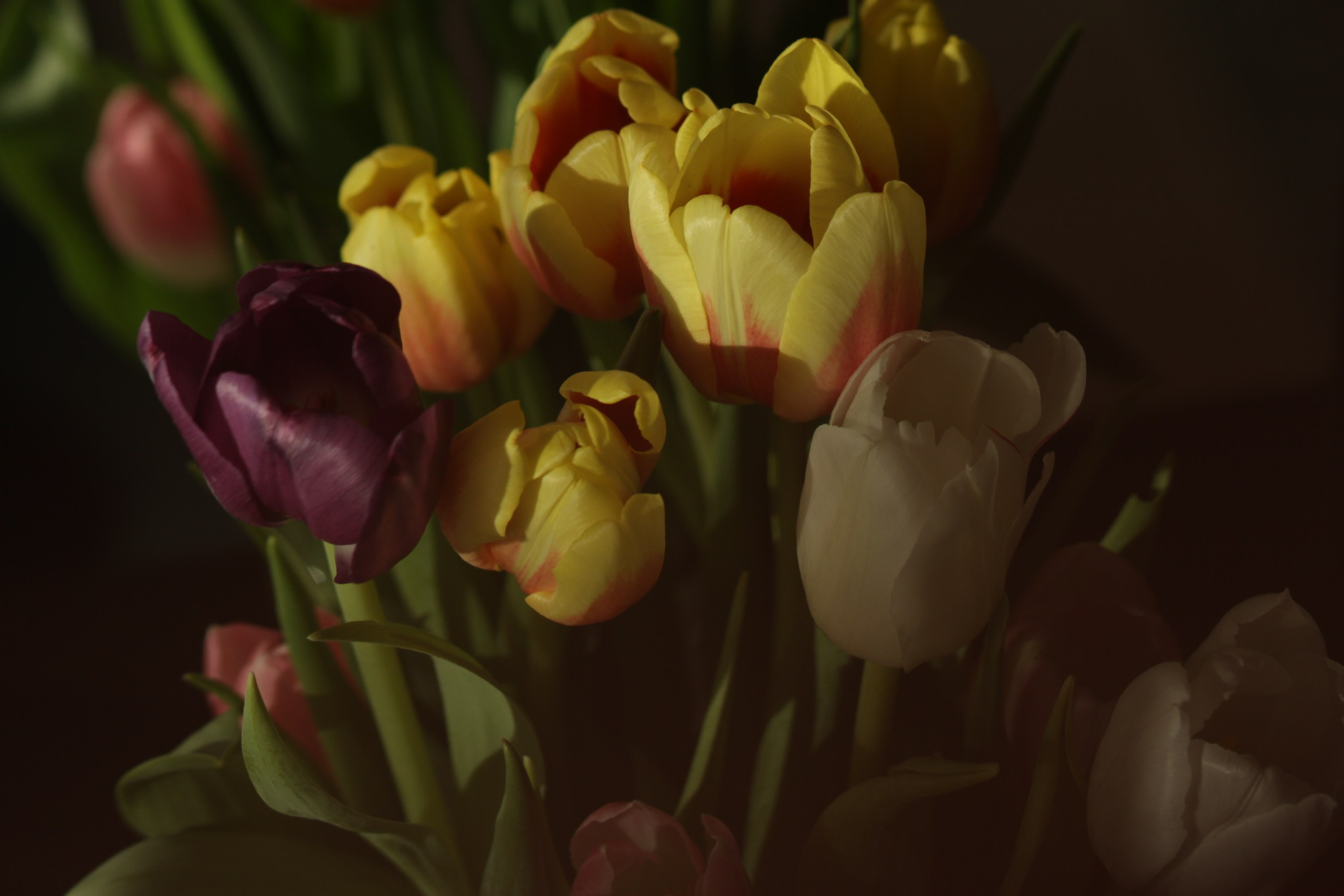 Букет тюльпанов