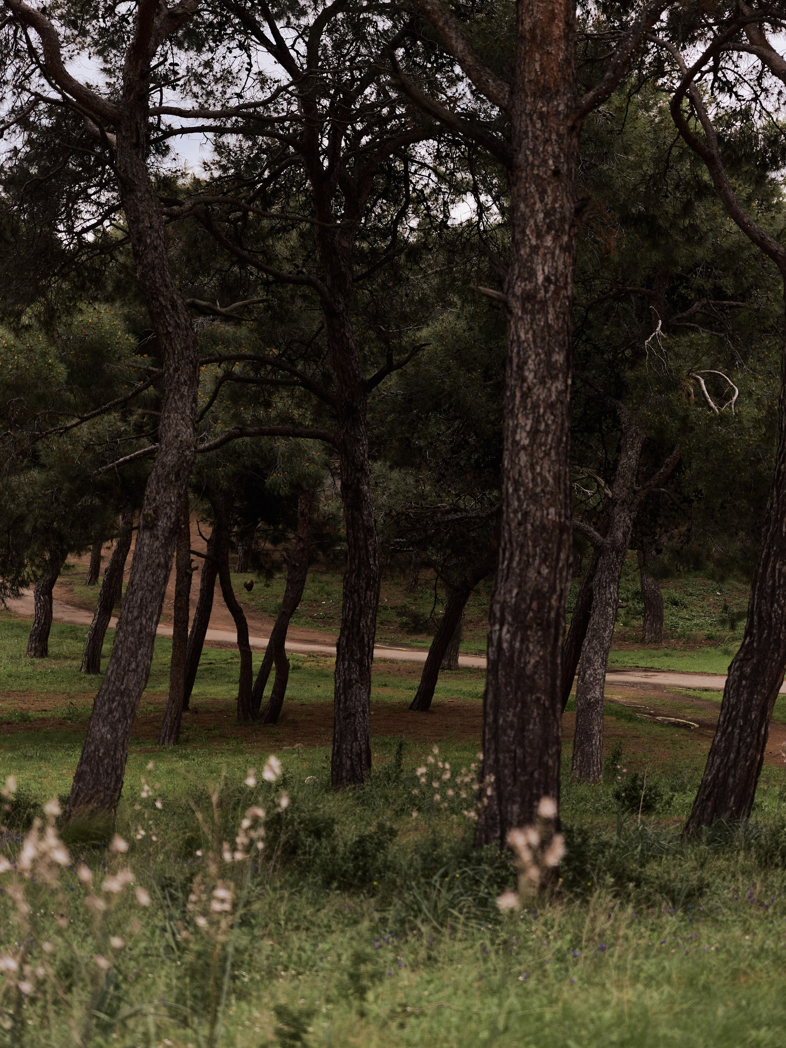 Природа сквозь. Jorgis Talè — photographer, kind person, teacher of arts and other mag