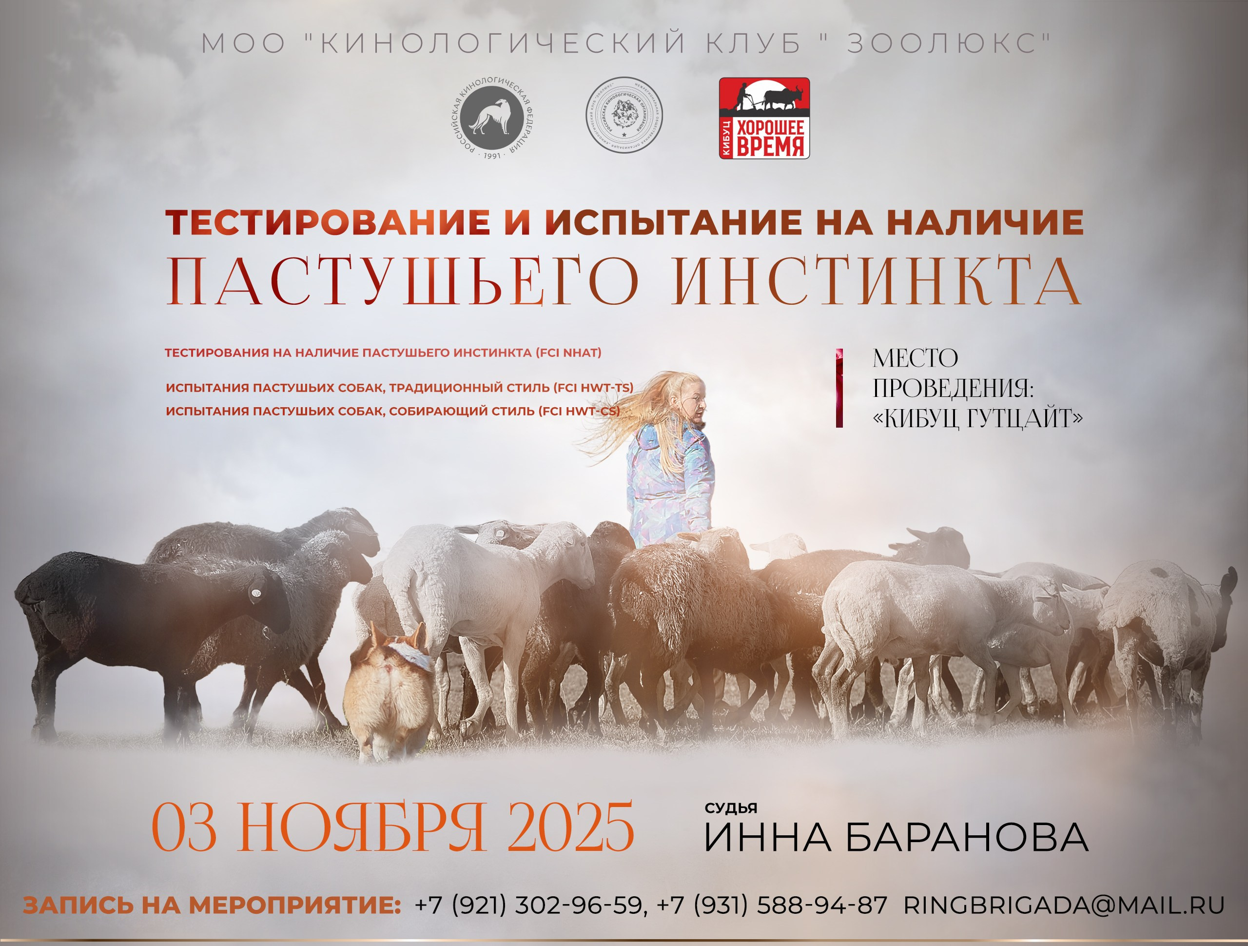 Блок презентаций по пастьбе для организаторов Санкт-Петербургское Содружество Профессиональных . Что примечательно, фото пастьбы сделаны мной еще в далеком 2018 году. Одна из фотографий украшает шапку профиля судьи Инны Барановой 😊ps: На заглавном фото Алина Кылыч и корги Ума.