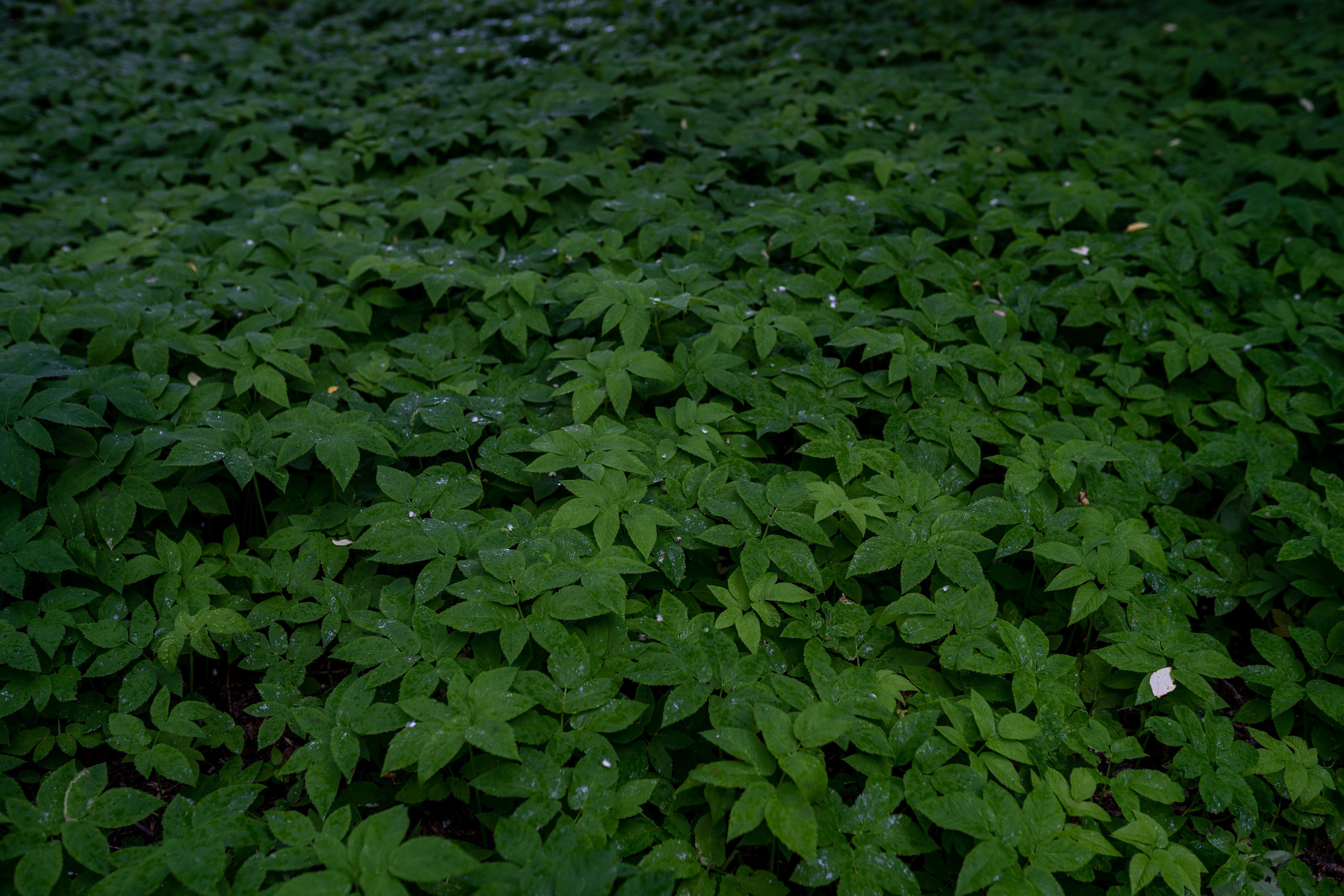 ЦВЕТНЫЕ ФОТОГРАФИИ. Никита Аничкин фото и видео оператор из России