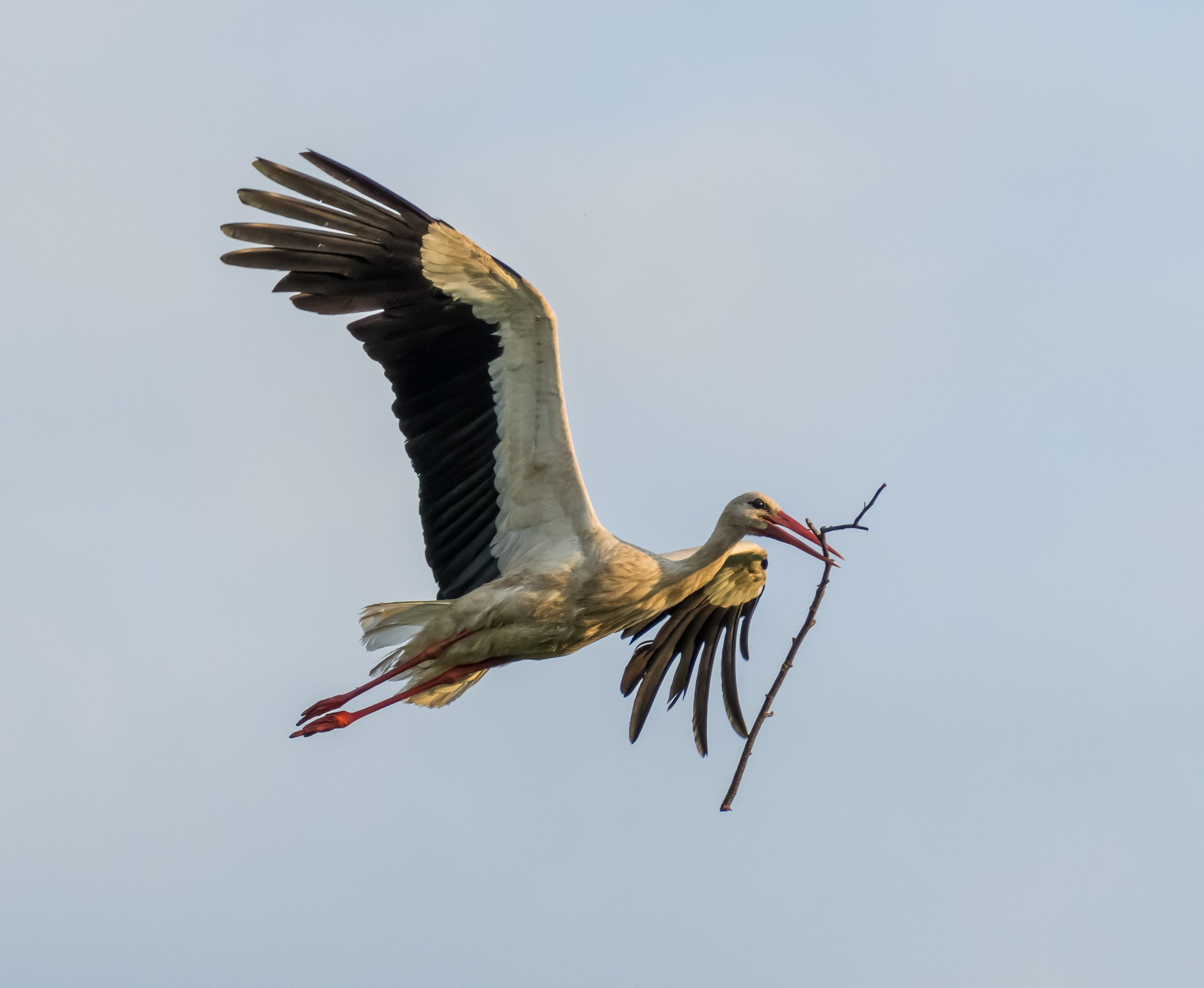 Анималистика. Константин Дем | Фотограф