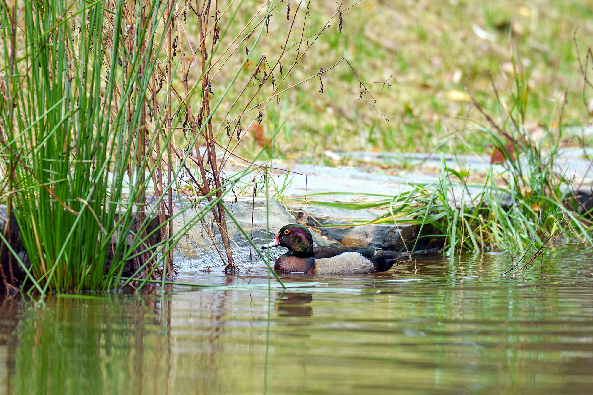 Удивительные мир птиц. Вокруг нас столько прекрасного — присмотритесь!. Ваш личный фотограф Марина Волкова