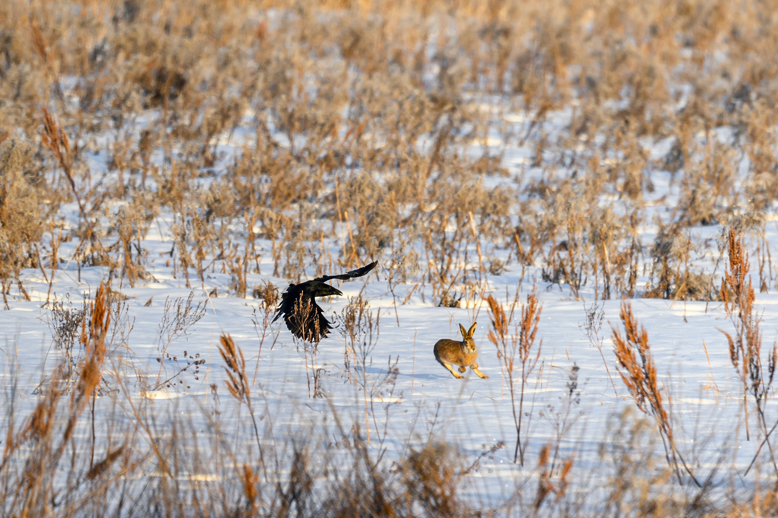 Чёрный ворон, чёрный ворон, Что ж ты вьёшься надо мной?. Фотограф Сергей Пупонин