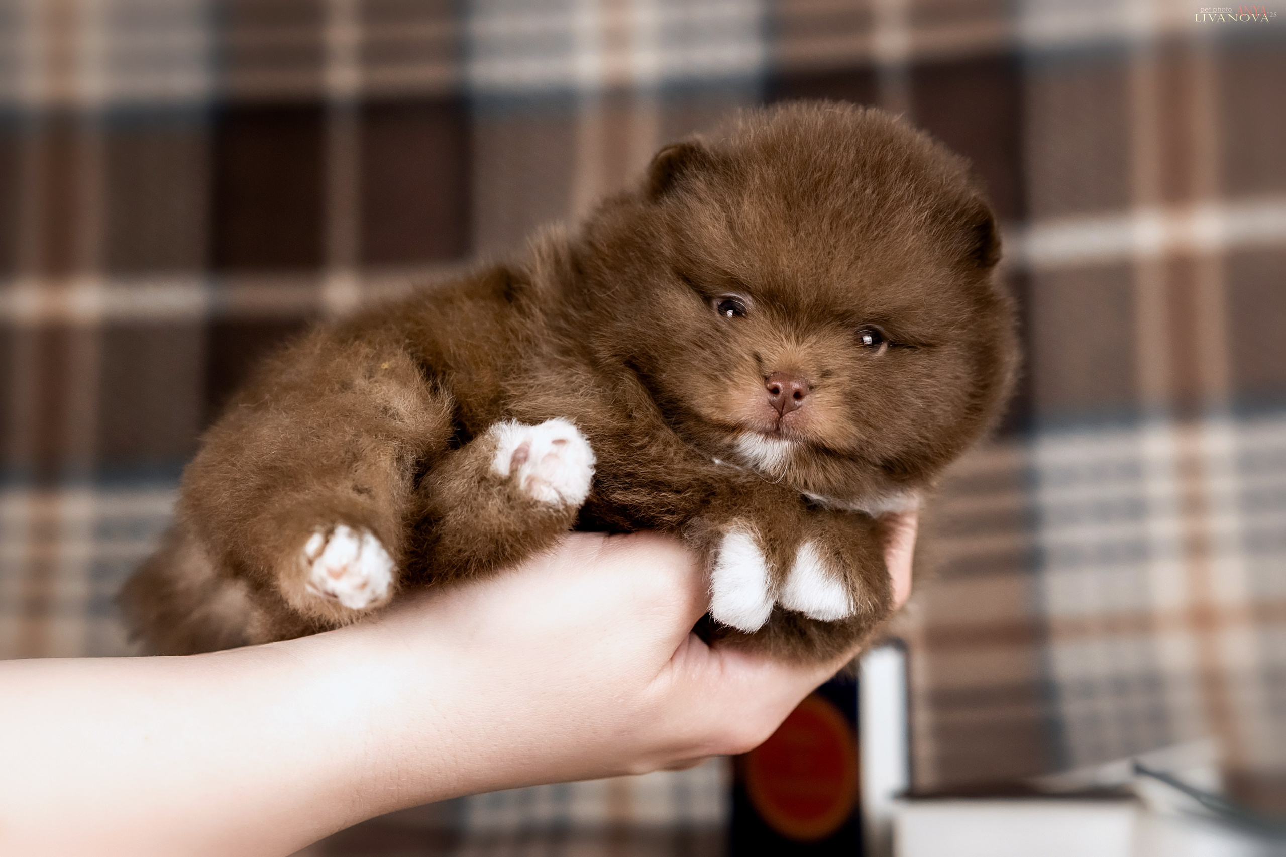 Шпицы. Фотограф анималист Аня Ливанова | Рыбинск