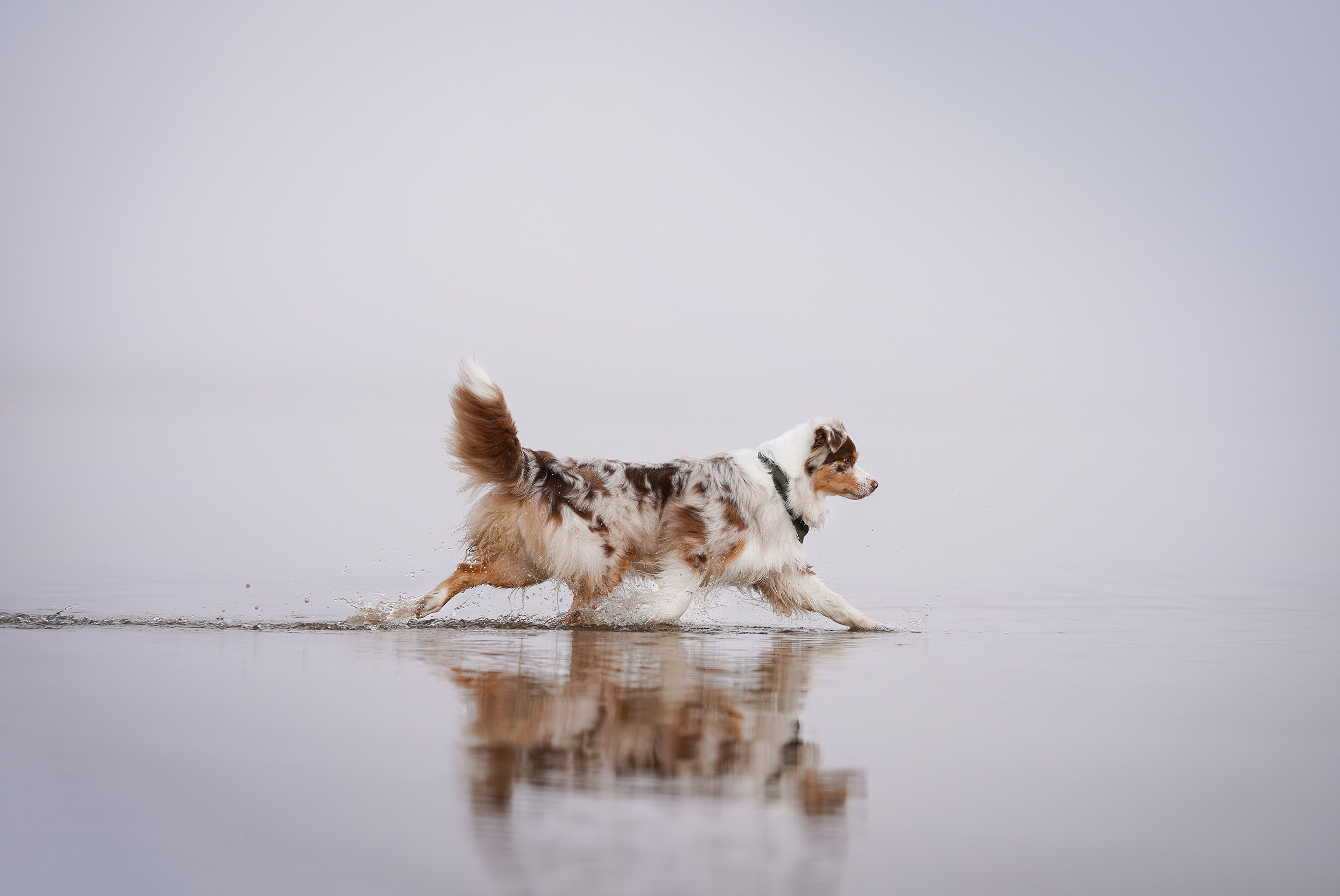 Панда Ладога. Фотограф-анималист в Санкт-Петербурге Яна Мартынова