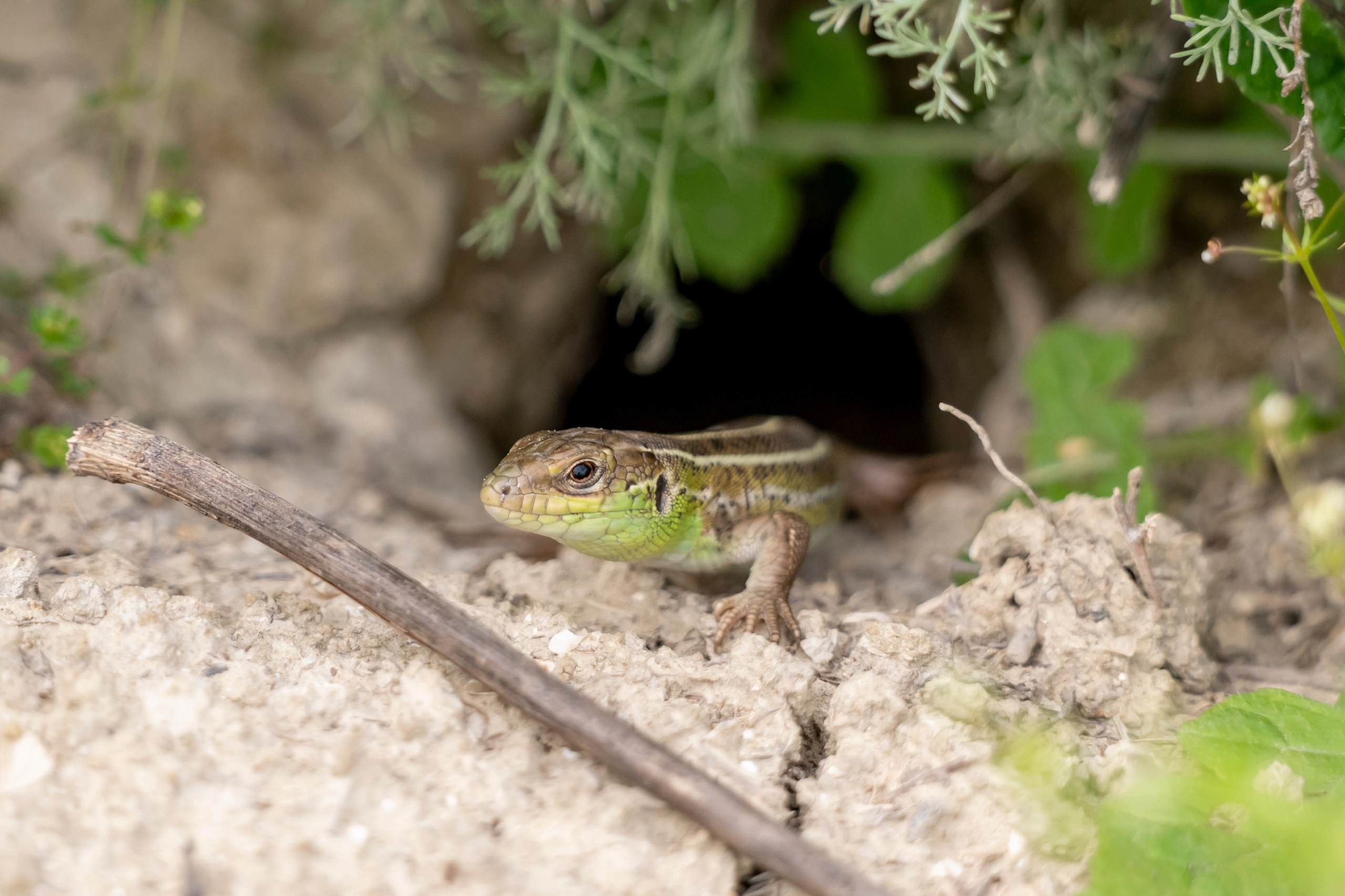 Дикая природа Дагестана. Май 2025 г. Foto-Zuev фотография как искусство