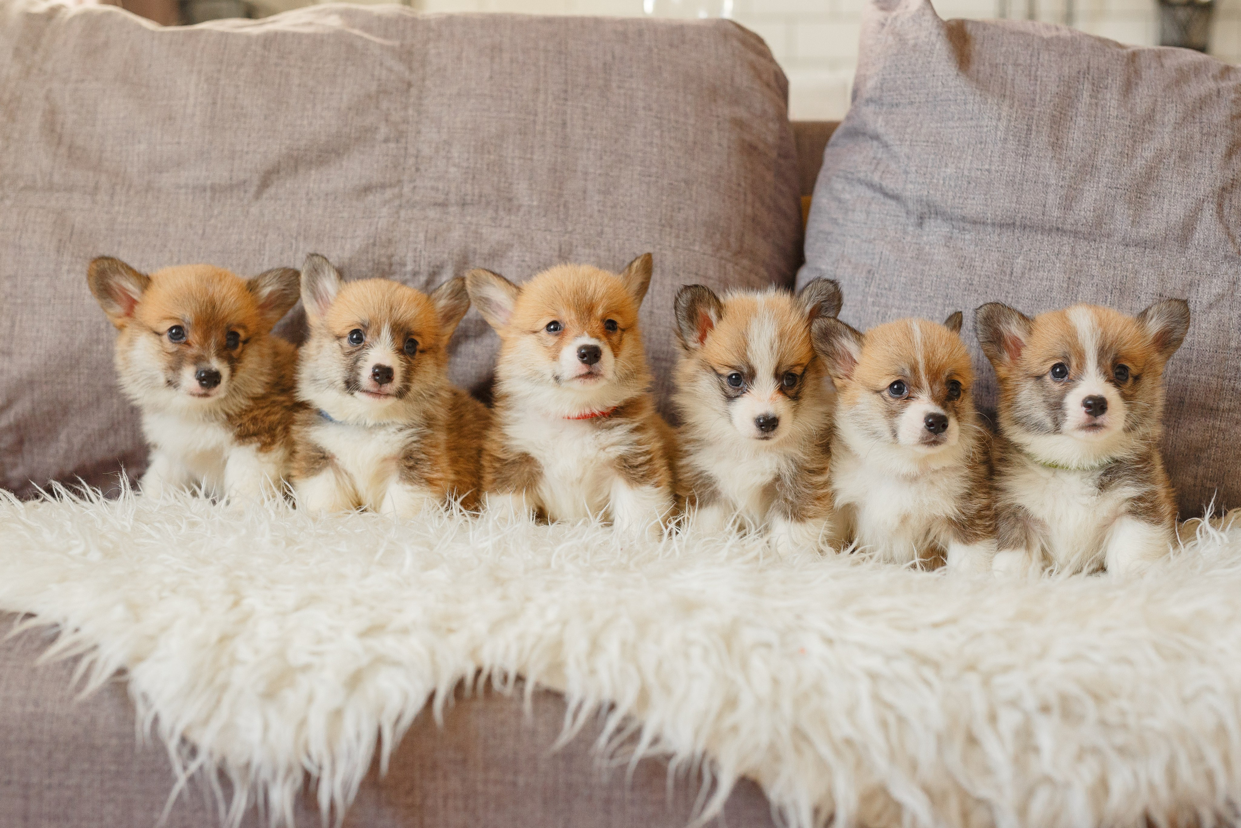 Собаки, кошки и др. животные. Семейный фотограф в Екатеринбурге