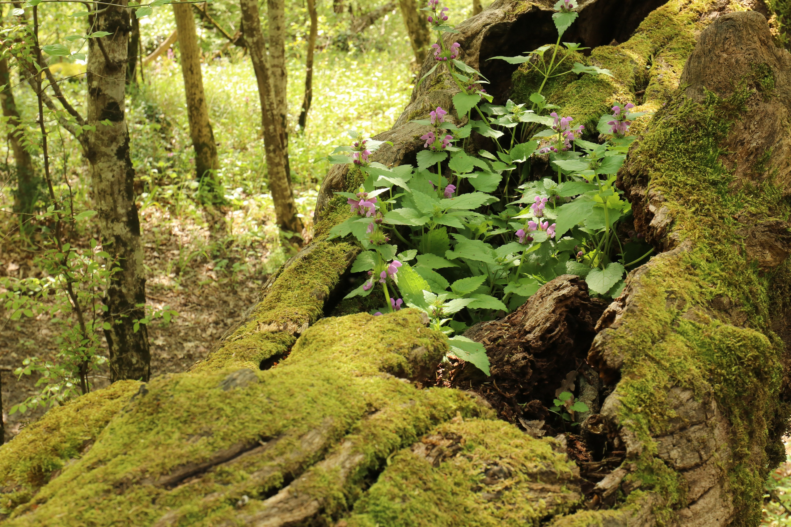 Крым. ЮБК (Севастополь, Кастрополь, Ялта). Май 2023. Путешественник-фотограф из Санкт-Петербурга Татьяна Свистулина