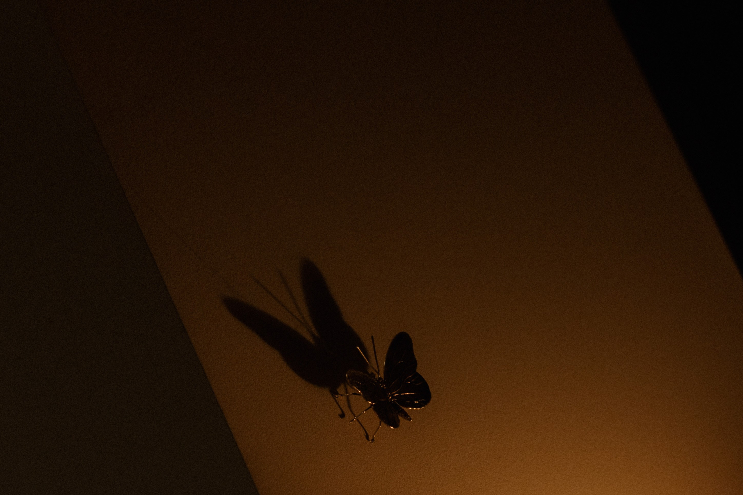 Кирилл Анастасия. Свадебный фотограф Воронеж Москва СПБ