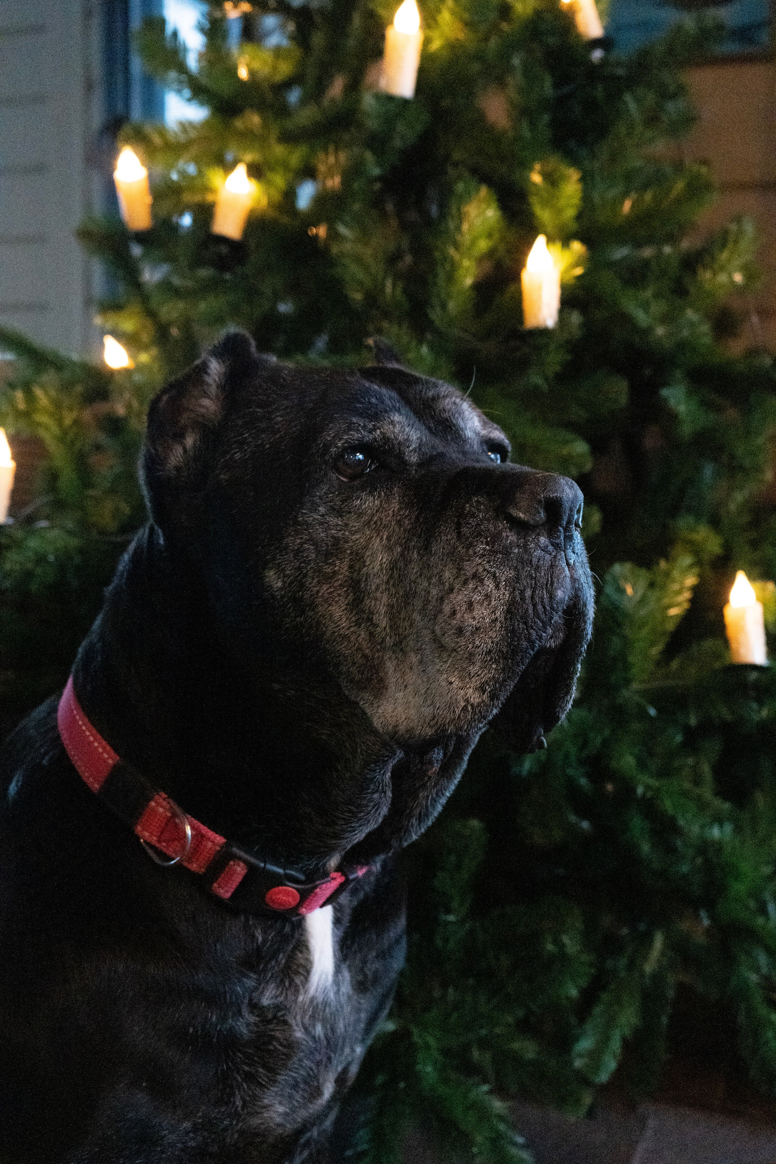 Фотосессии Пушистиков. Фотограф в Санкт-Петербурге Виктория Барышникова