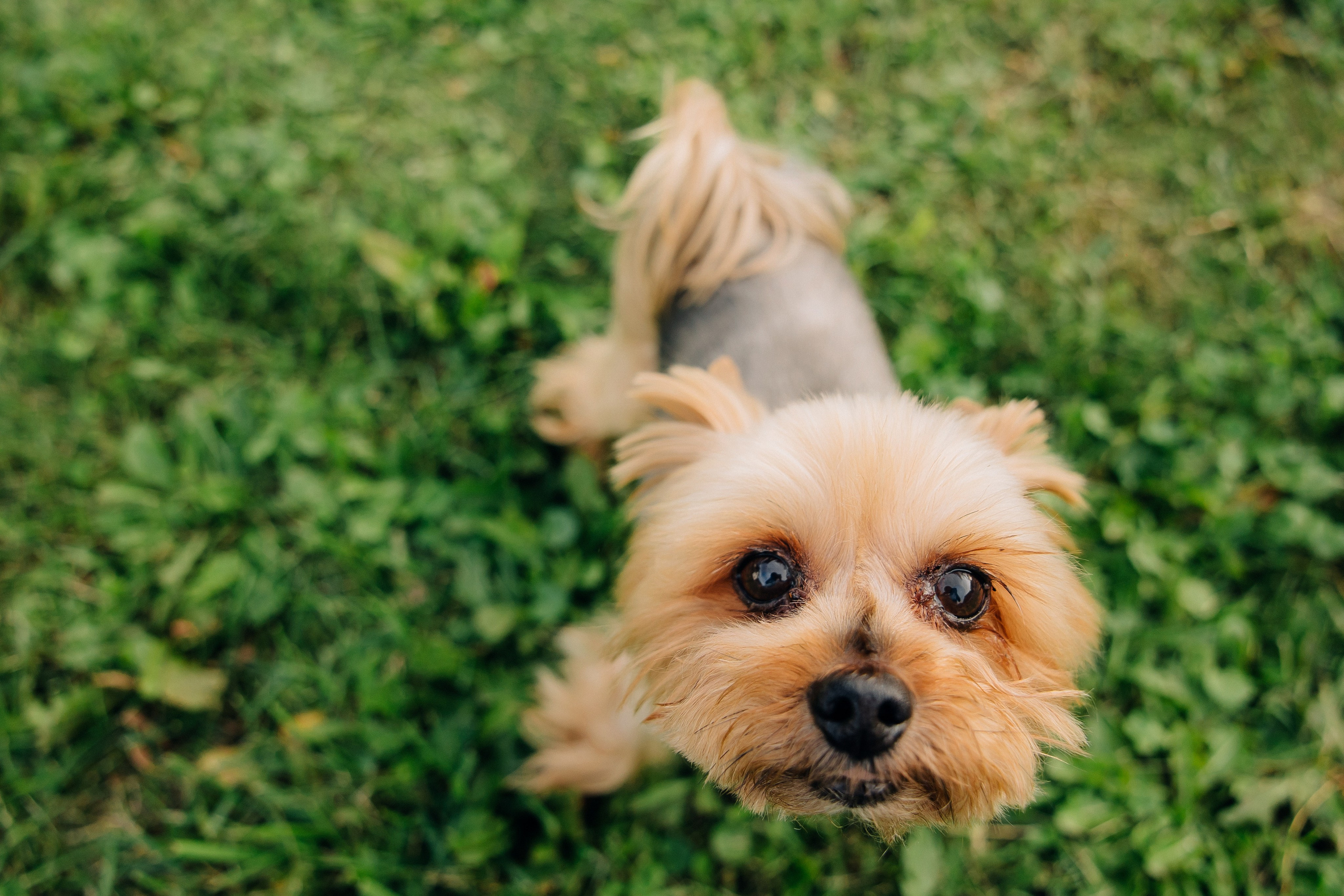 L & K. Свадебный и семейный фотограф в Воронеже Свиридова Евгения