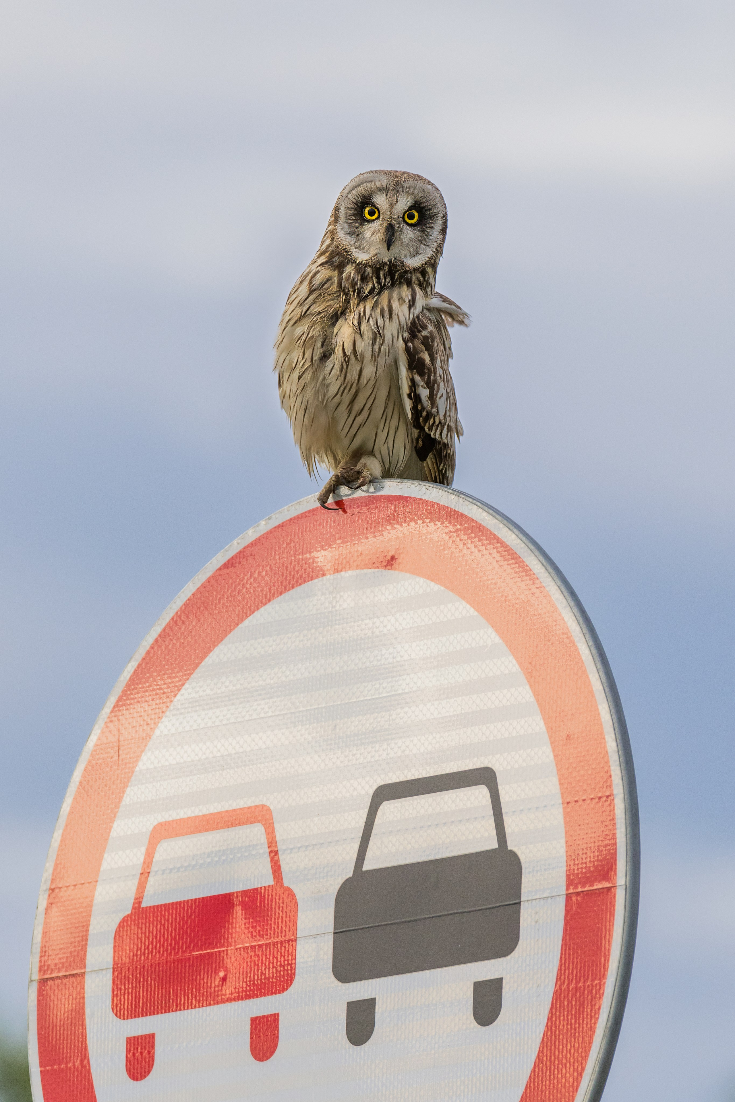 Болотная сова. Photomantis