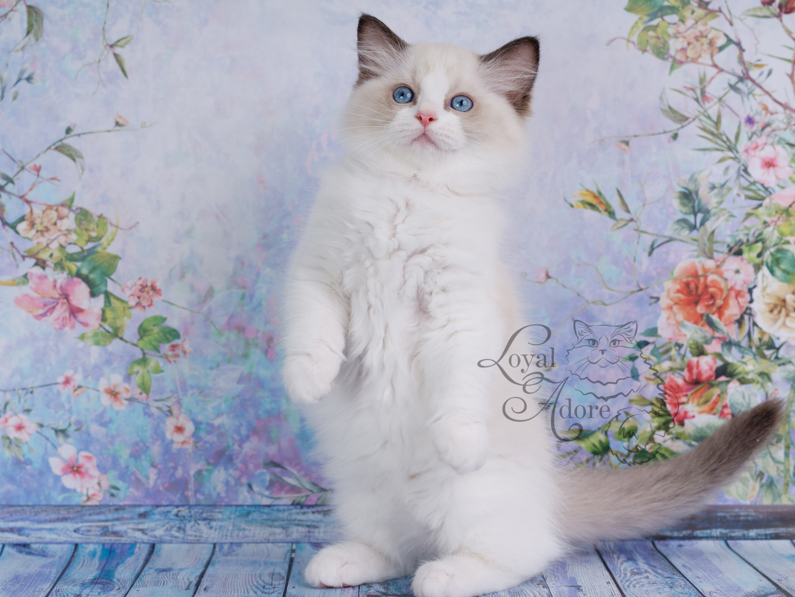 Котята рэгдолл от Loyal Adore. Питомник рэгдолл Loyal Adore