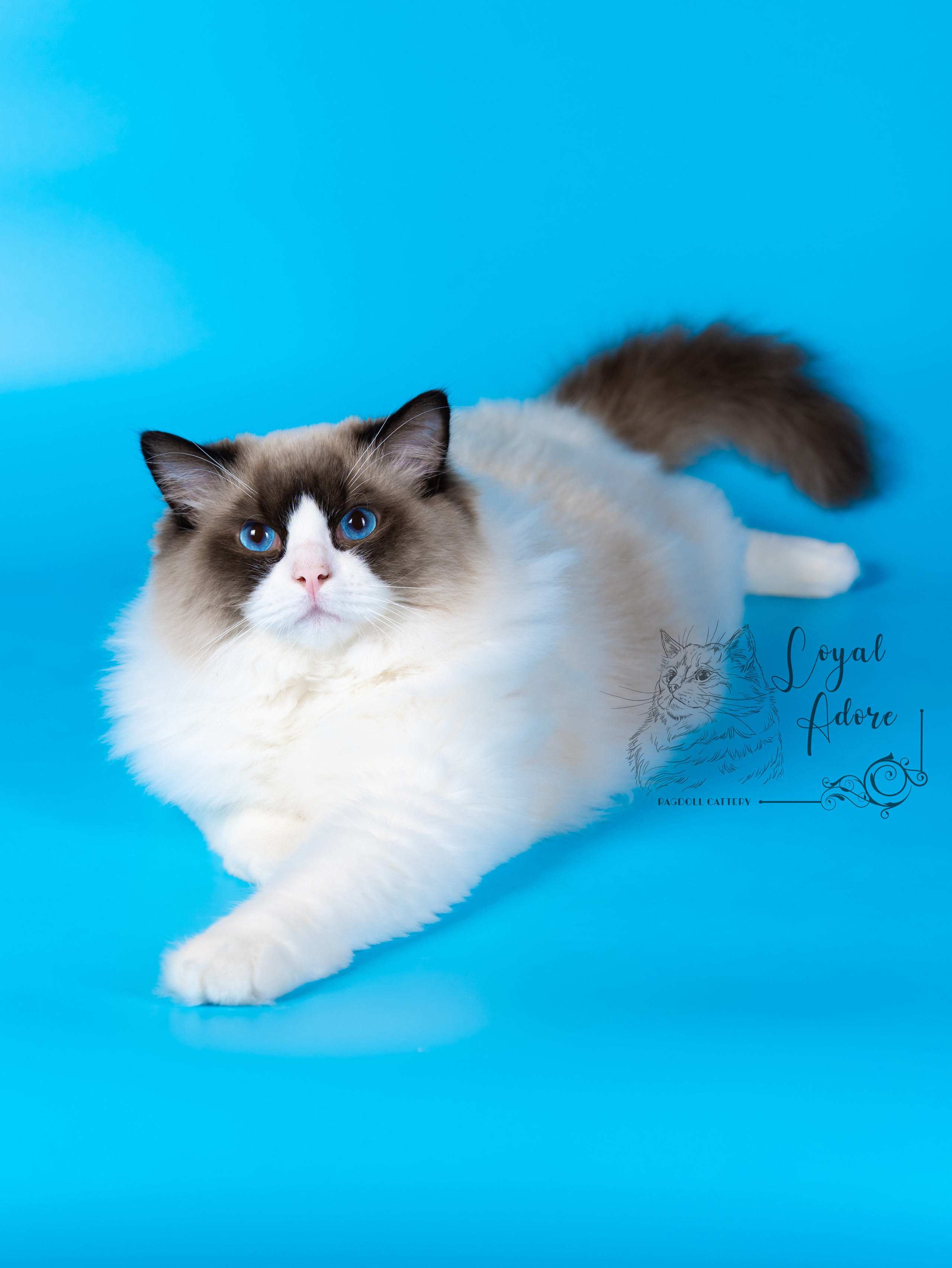 Коты производители Loyal Adore. Питомник рэгдолл Loyal Adore