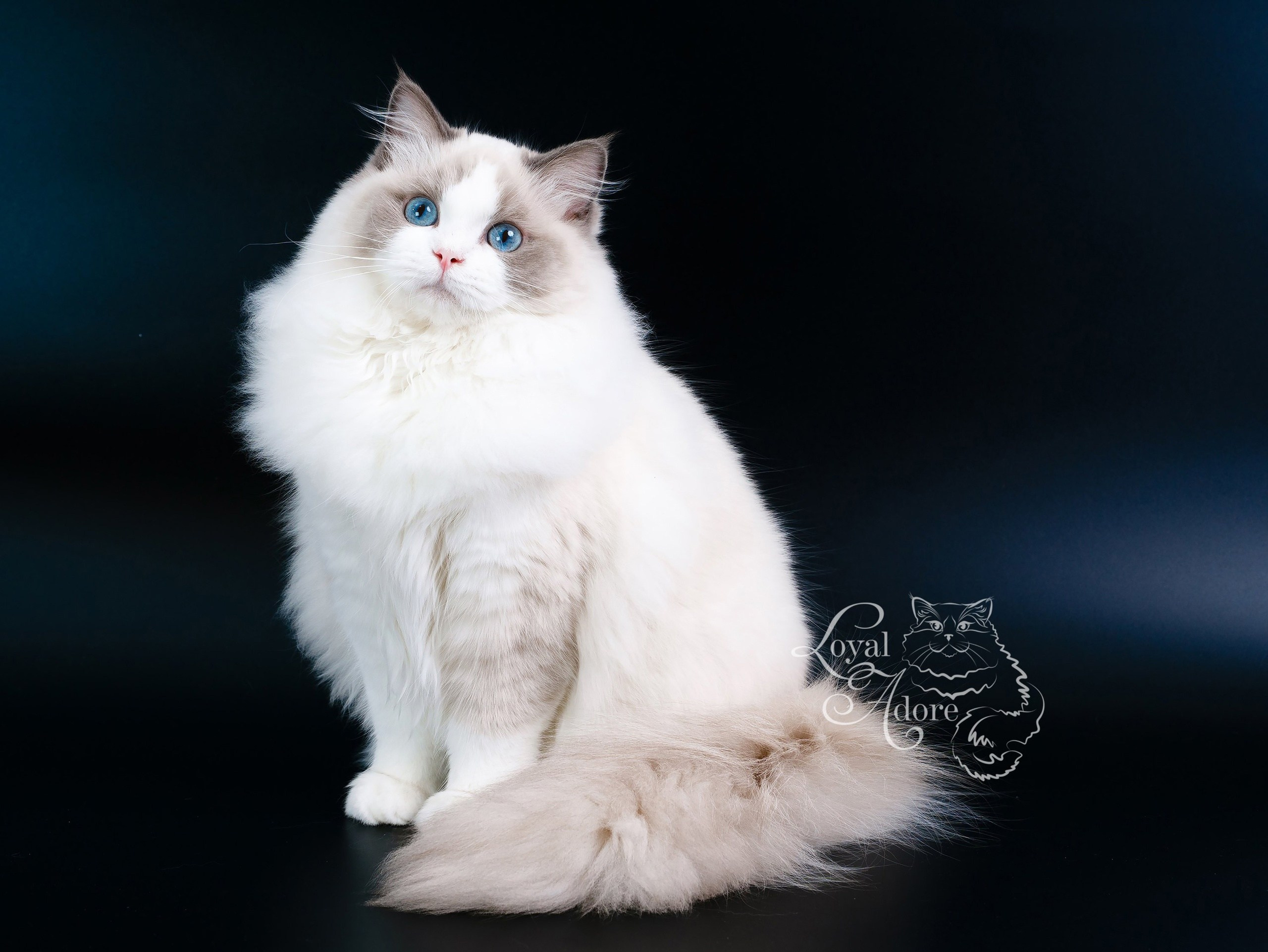 Документы производителей Loyal Adore. Питомник рэгдолл Loyal Adore