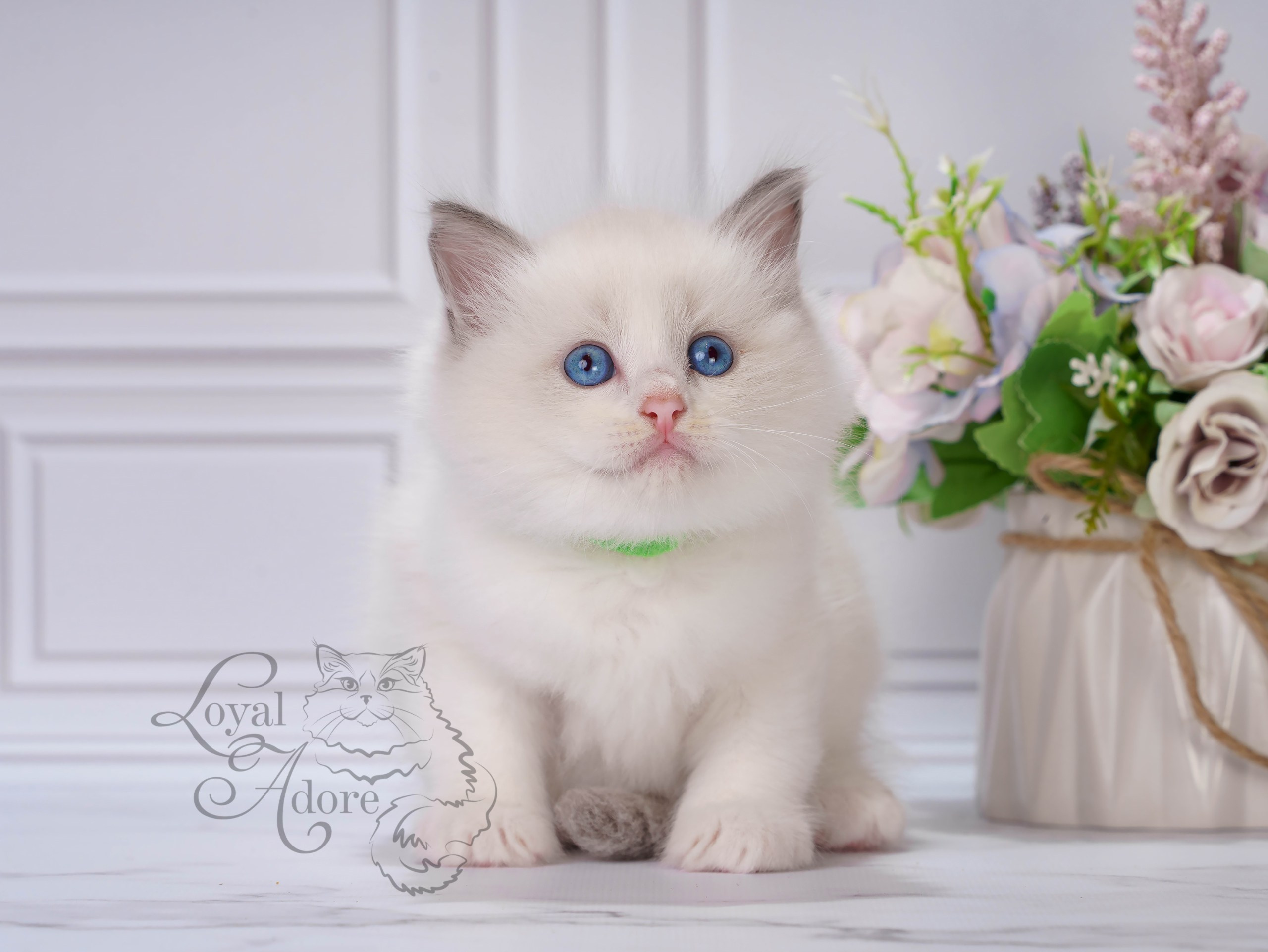 Котята рэгдолл от Loyal Adore. Питомник рэгдолл Loyal Adore