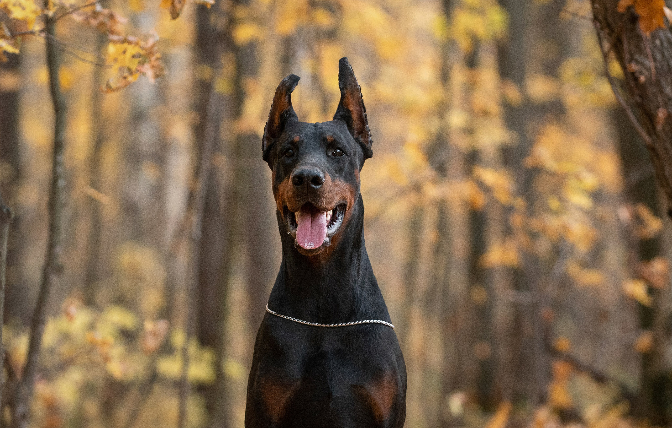 Ева и Тео. Фотограф анималист в Казани Алина Сулейманова. Фотограф животных
