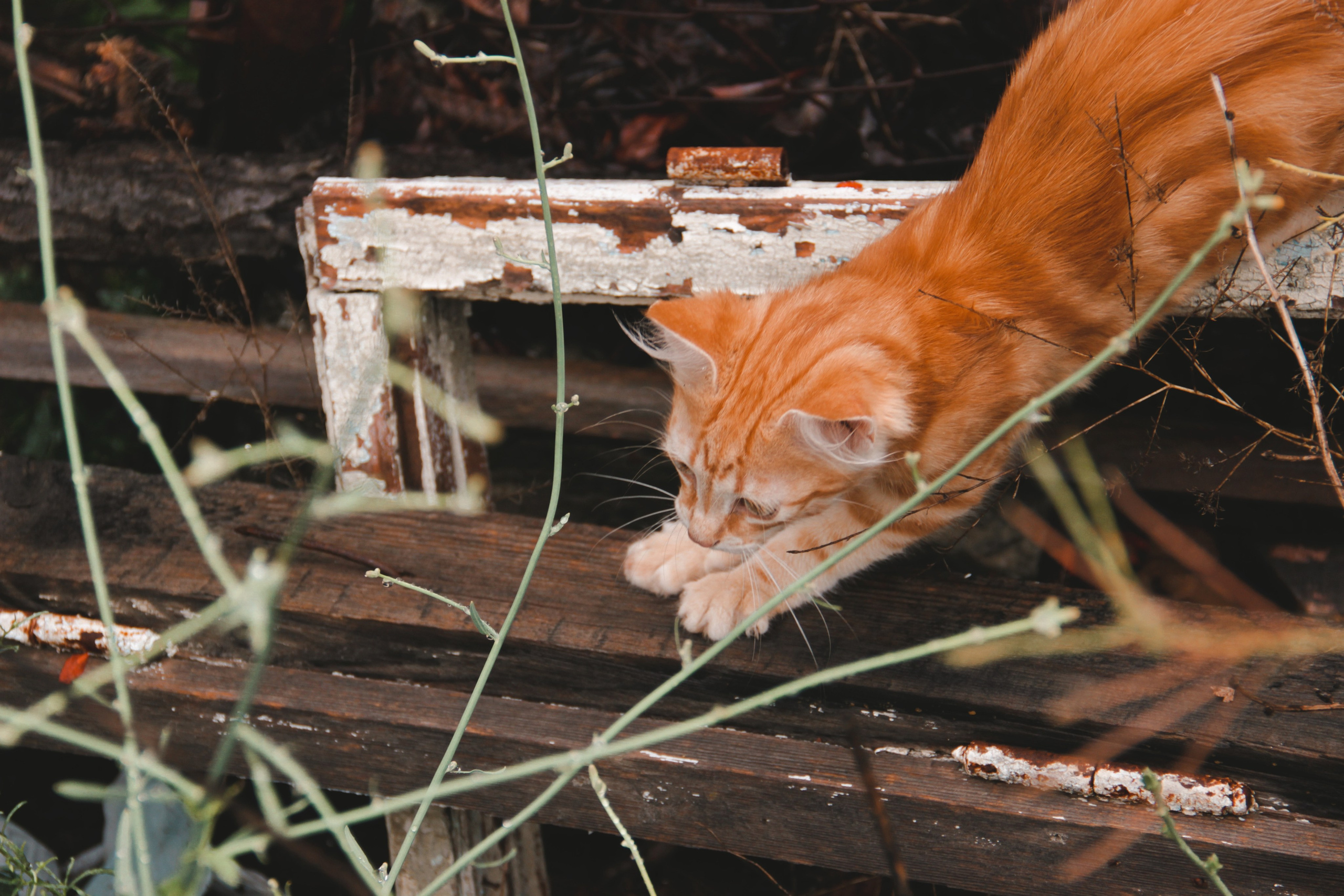 Крым. Фотограф и видеограф в Санкт-Петербурге