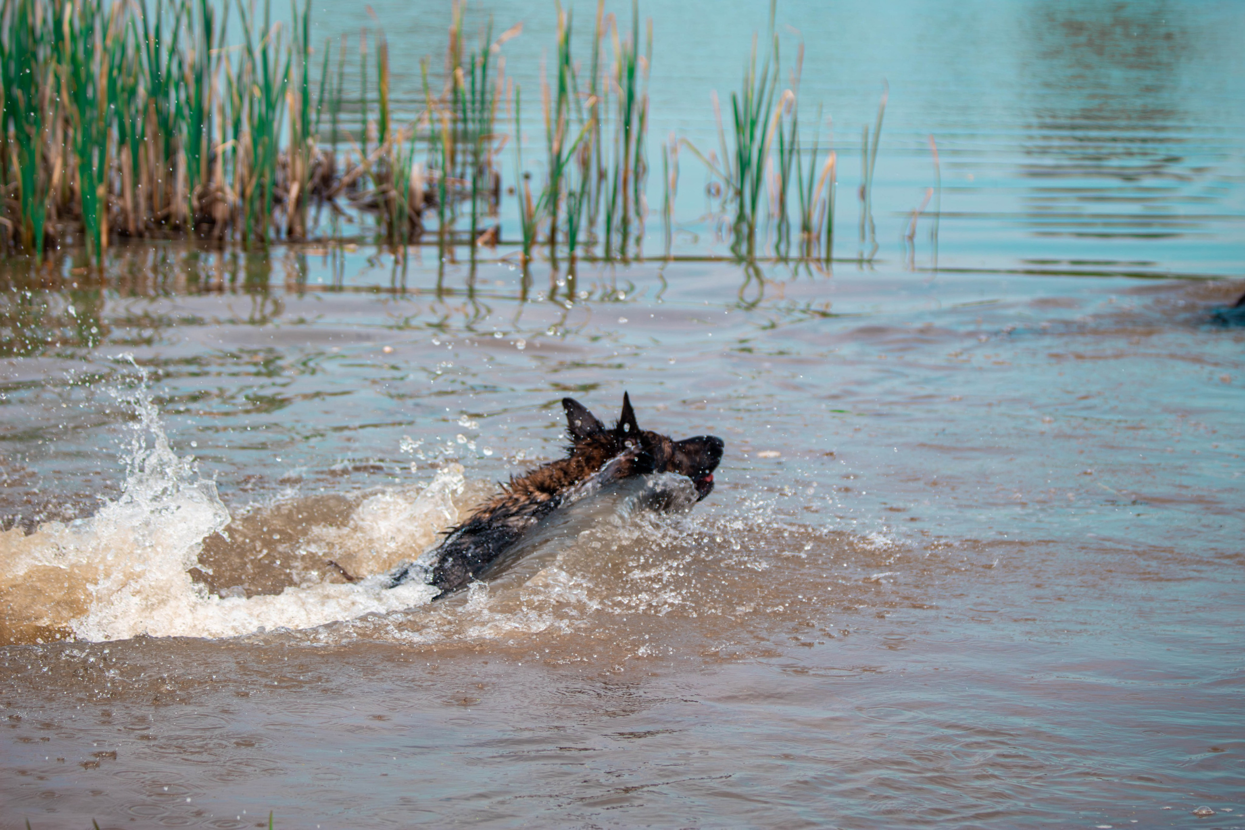 Фотосессии с животными Тула. Фотограф анималист — Тула, Москва