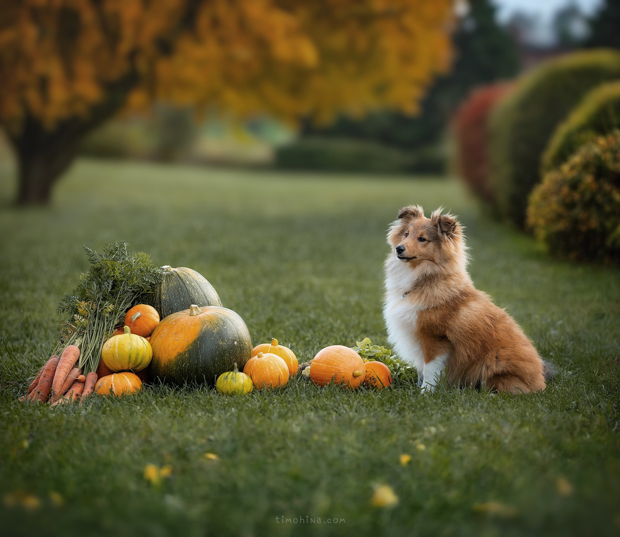 Найк. Художник и Фотограф Тимохина Юлия