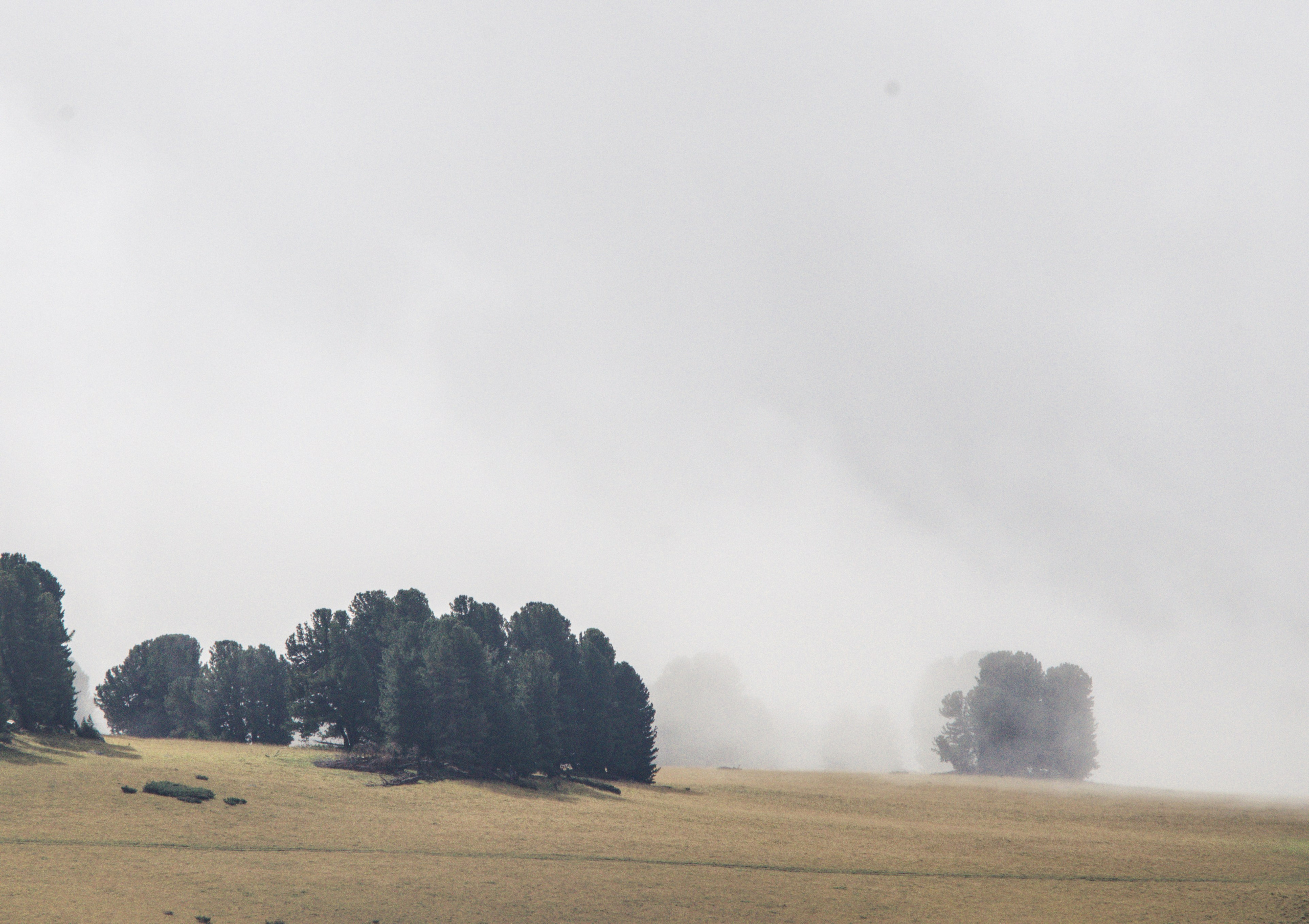 Алтай. Фотограф анималист, пейзажист, спортивные мероприятия. Новосибирск