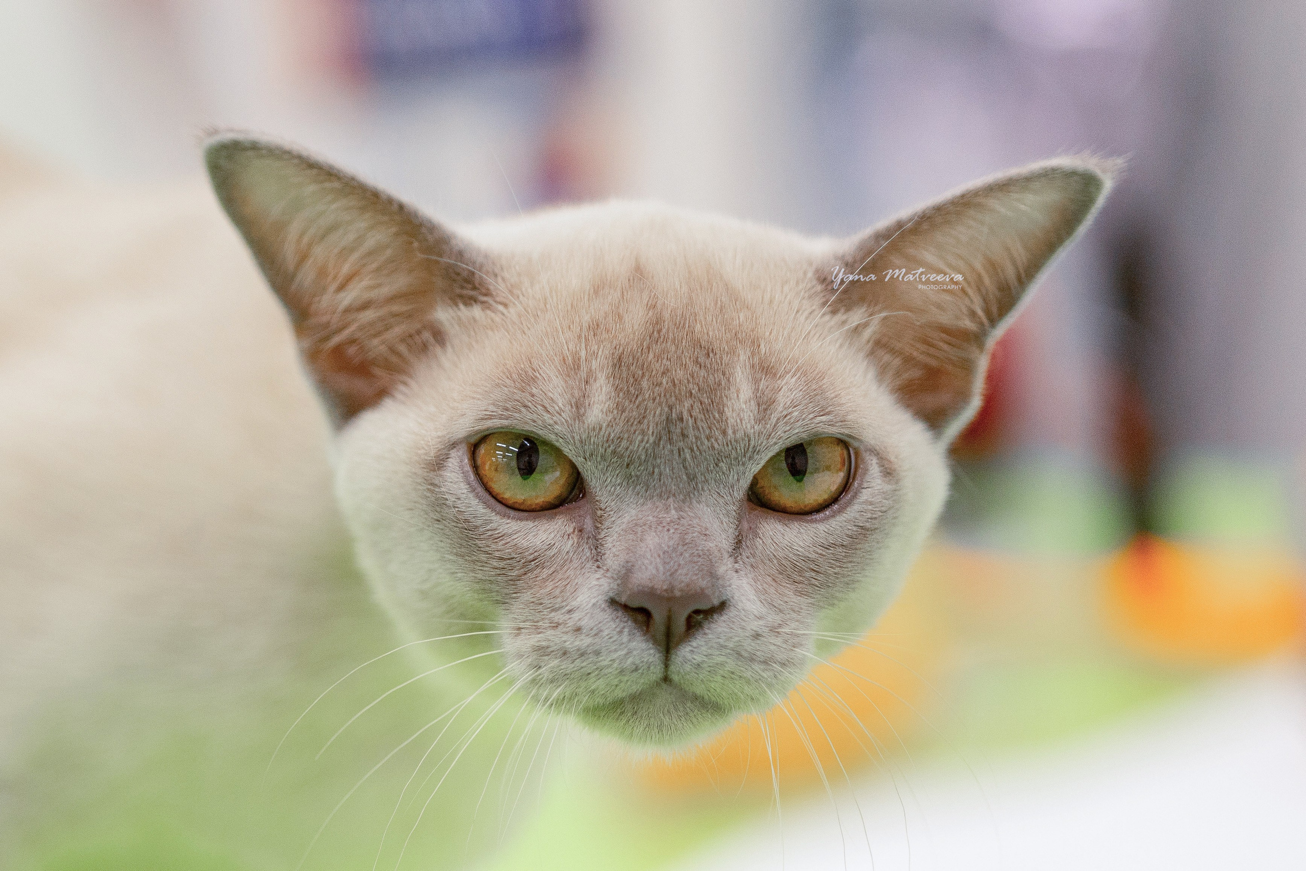 Кошки. Фотограф Яна Матвеева в Ижевске