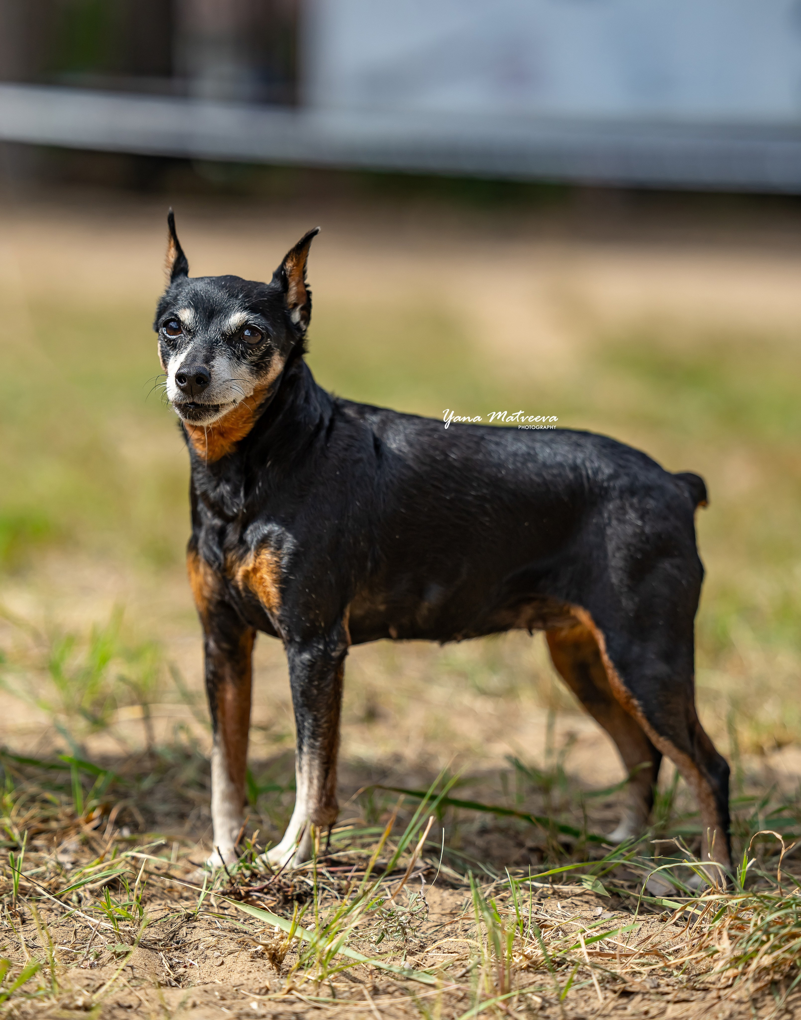 Собаки. Фотограф Яна Матвеева в Ижевске