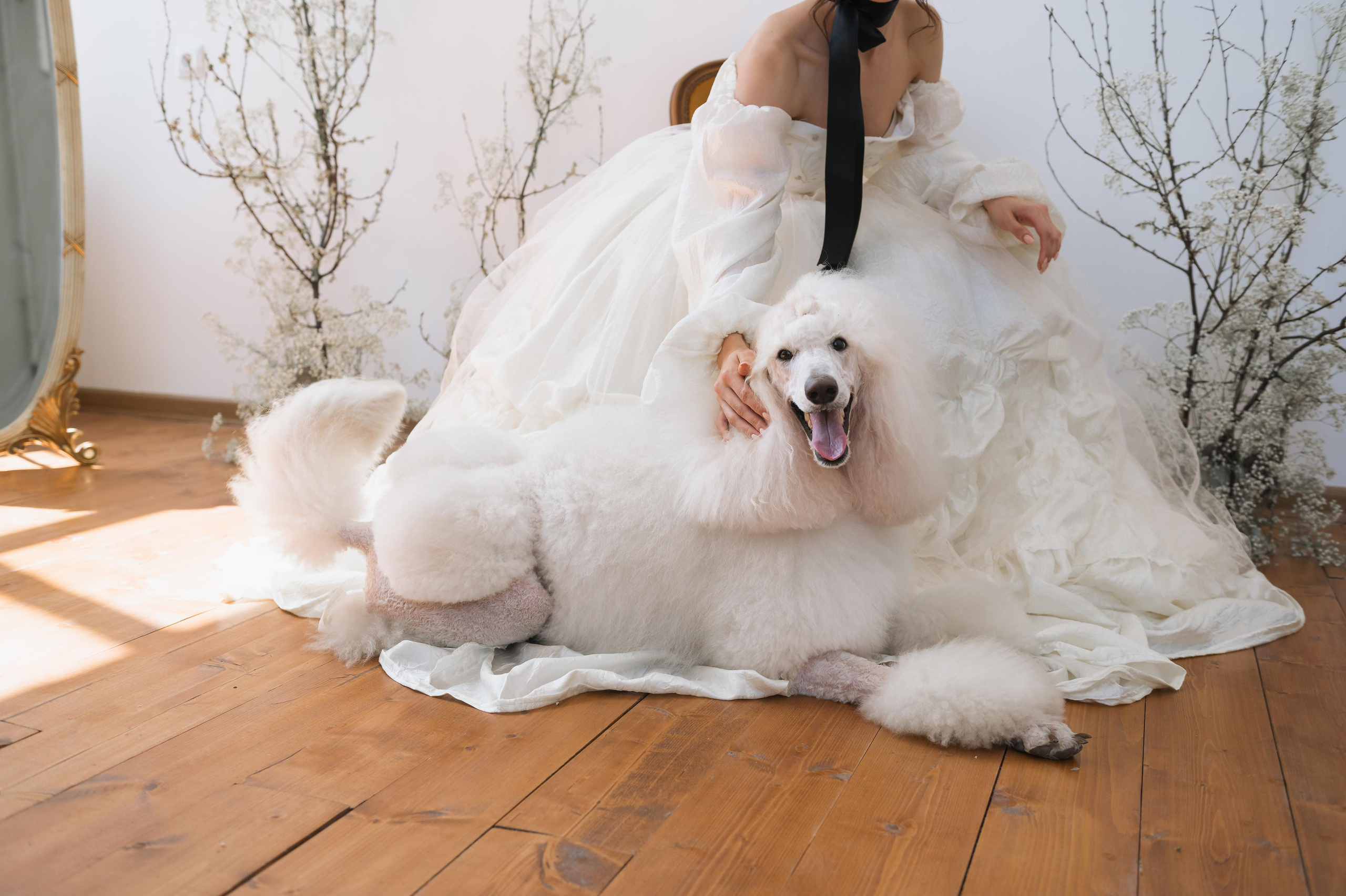 Рене. Свадебный фотограф в Белгороде Владимир Золотарев