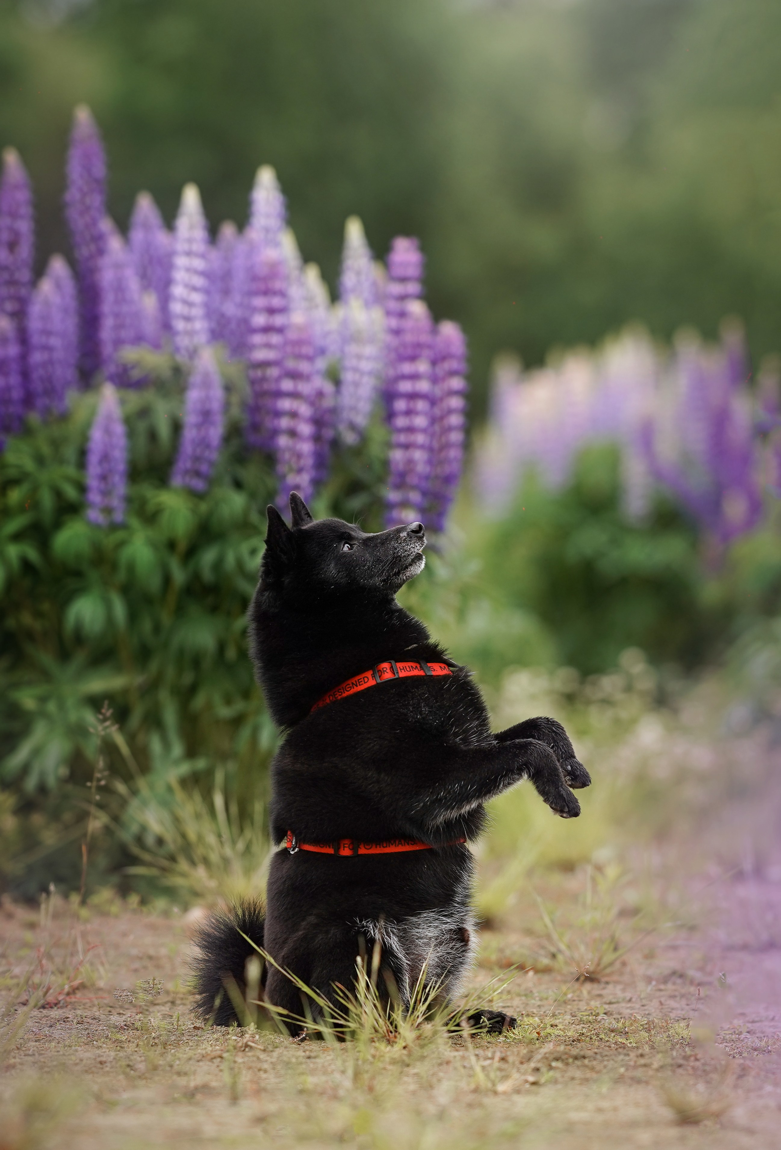 Аня Арчи и Панда в люпинах. Фотограф-анималист в Санкт-Петербурге Яна Мартынова