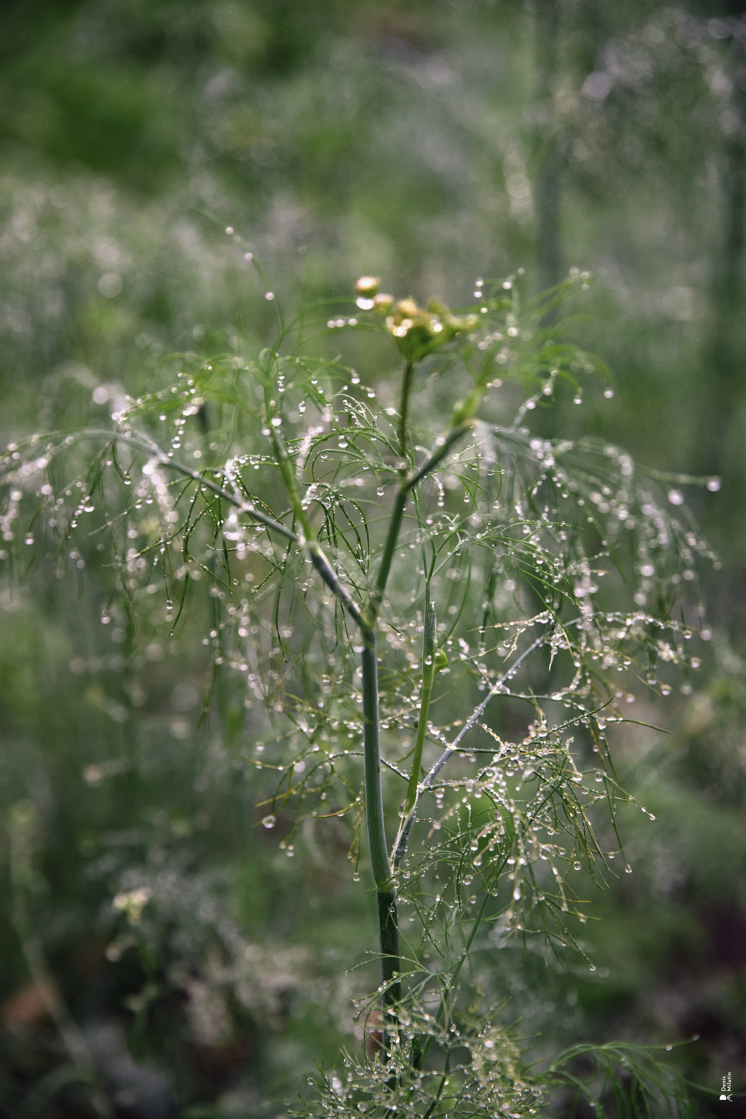 Женский Митрофаниевский скит Важеозерского мужского монастыря. Портретный фотограф Денис Милютин