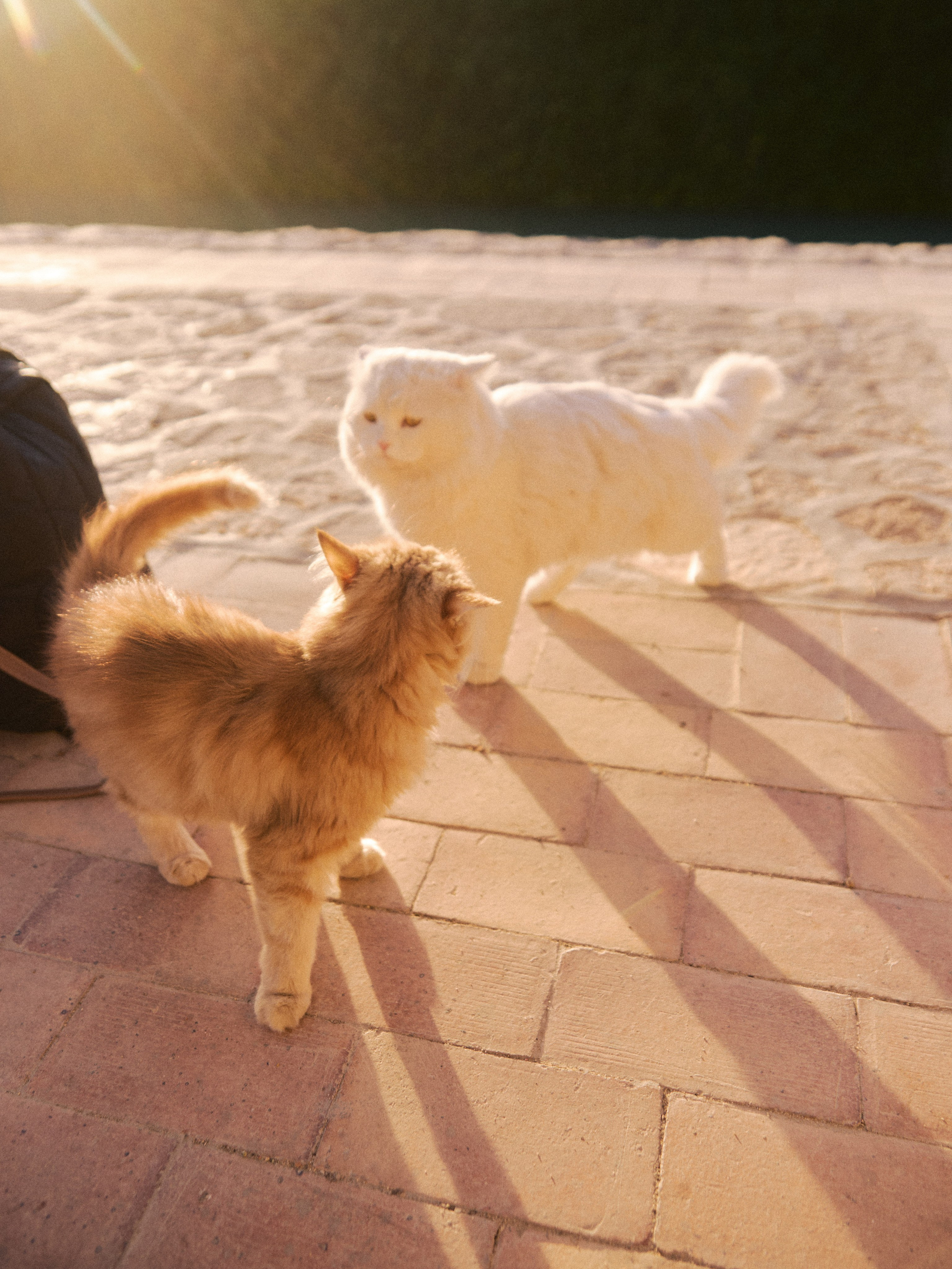 Другое 2. Jorgis Talè — photographer, kind person, teacher of arts and other mag