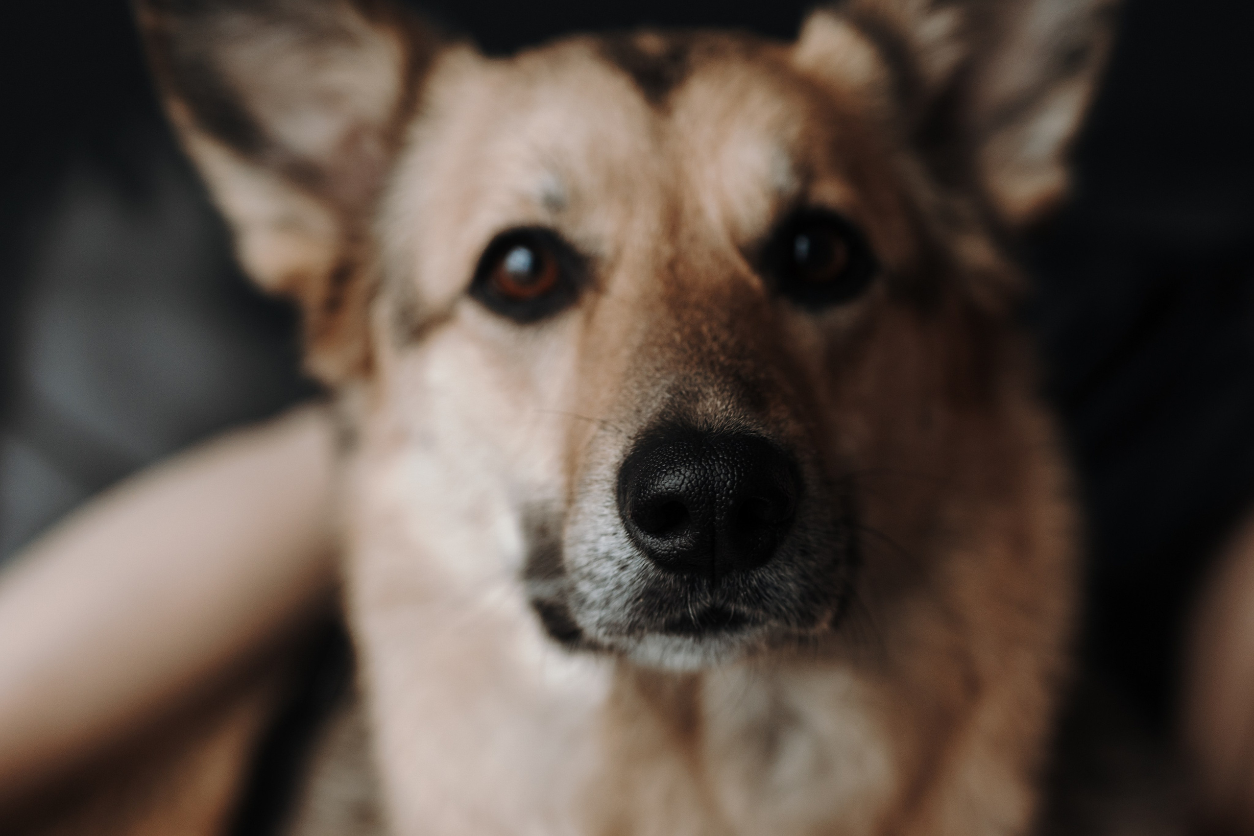 Лена и Дёма. Фотограф — Анималист | Санкт-Петербург