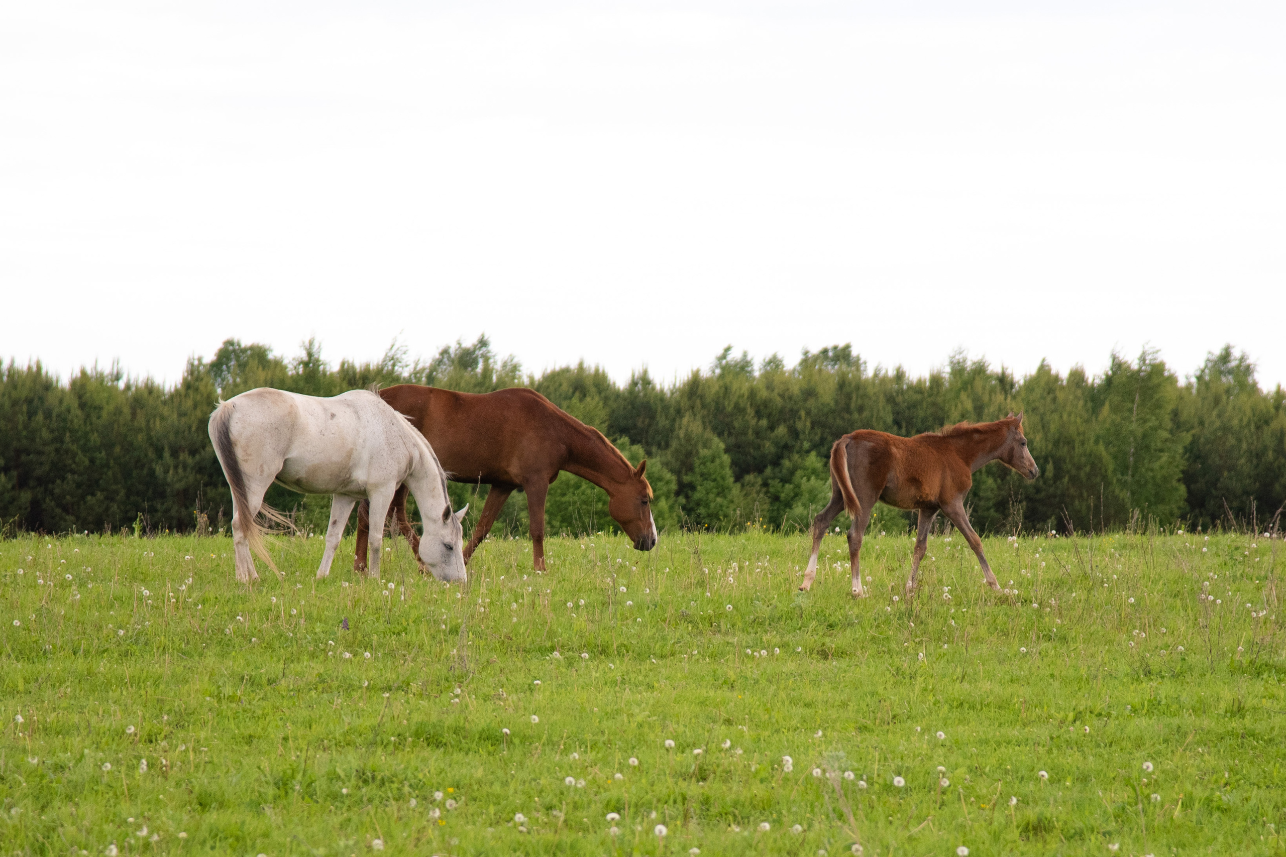 Фотосессия из конного клуба "Серая лошадь" для 6 класса 94 школы. Лапшина Юлия — школьный фотограф в Нижнем Новгороде. Выпускные альбомы