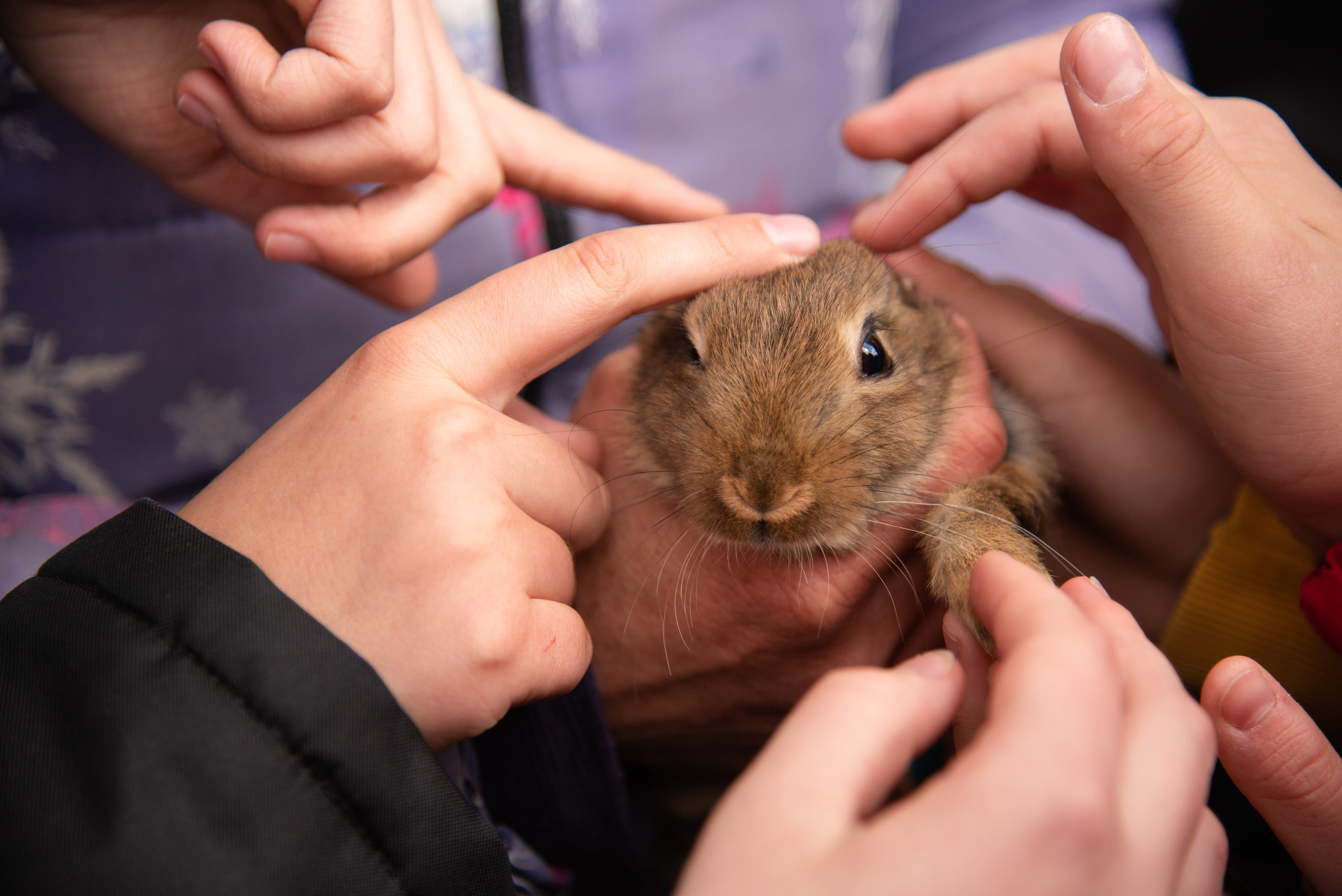 Фотосессия из конного клуба "Серая лошадь" для 6 класса 94 школы. Лапшина Юлия — школьный фотограф в Нижнем Новгороде. Выпускные альбомы